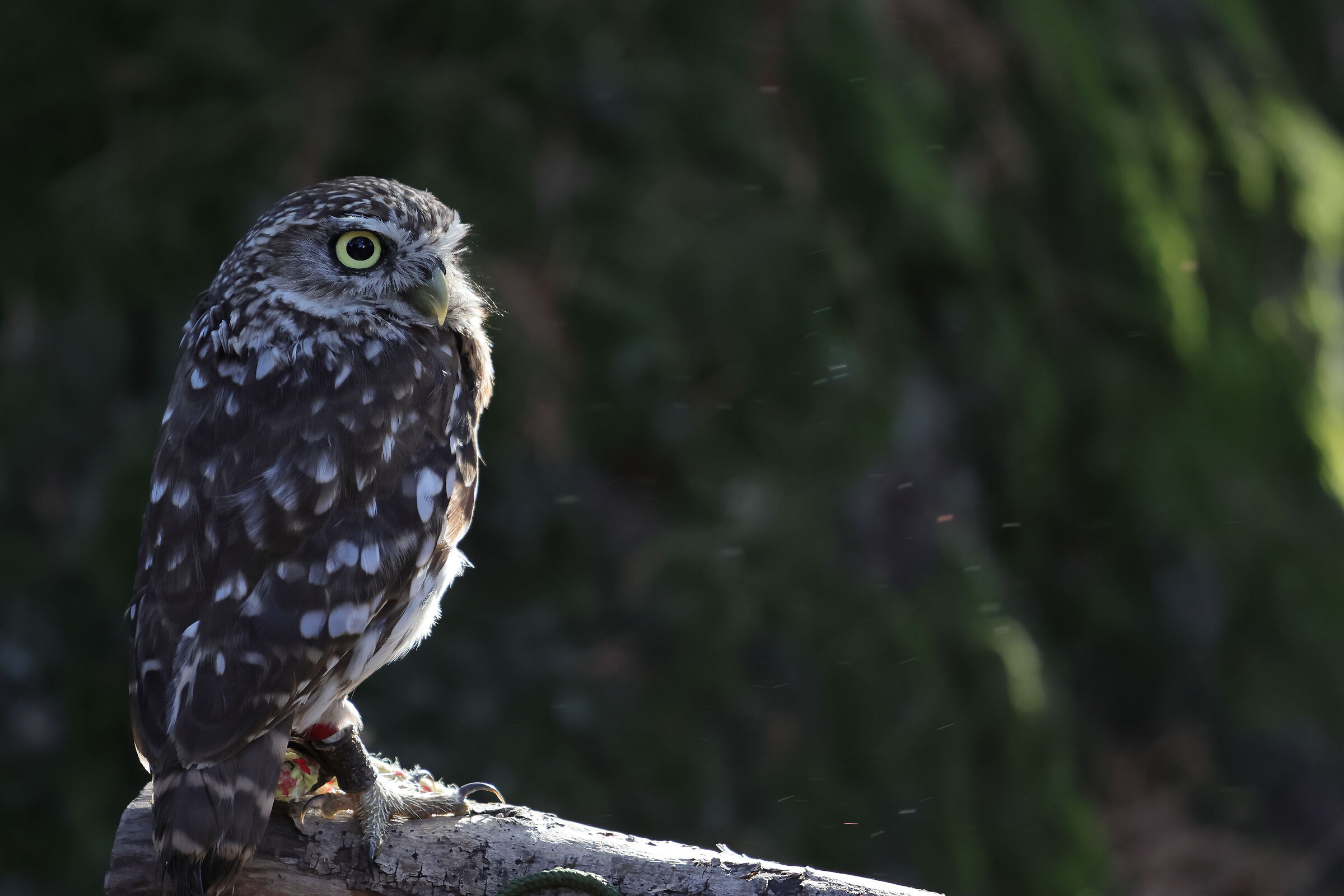 I Falconieri del Valdarno