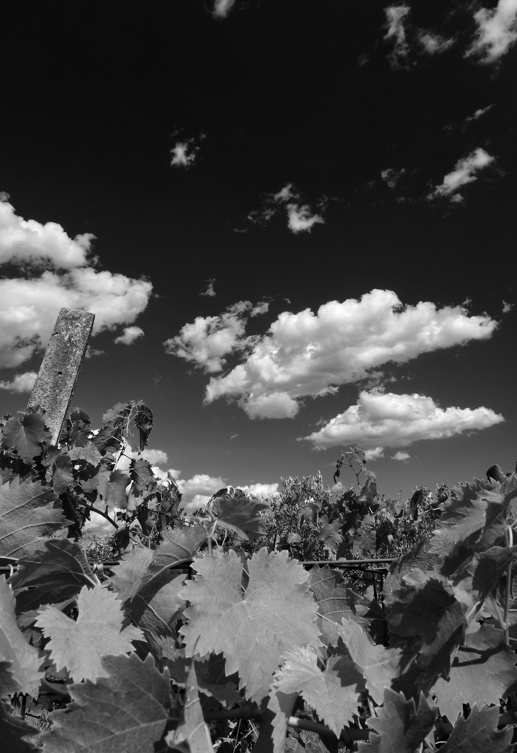 Vigna e nuvole