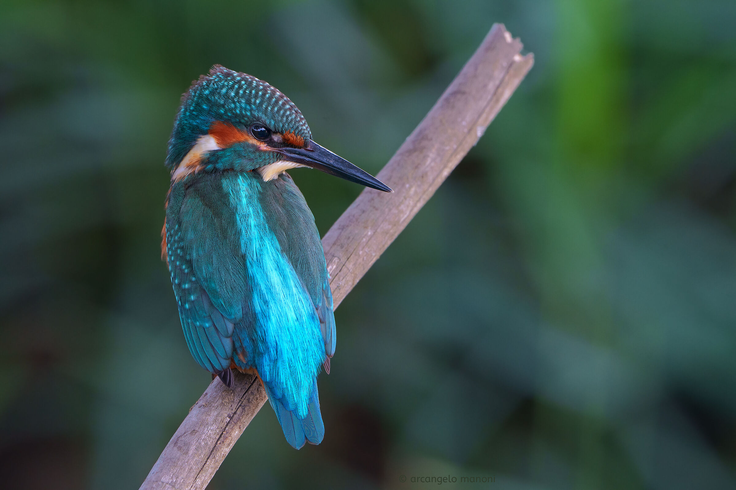 Luci e colori sul martino