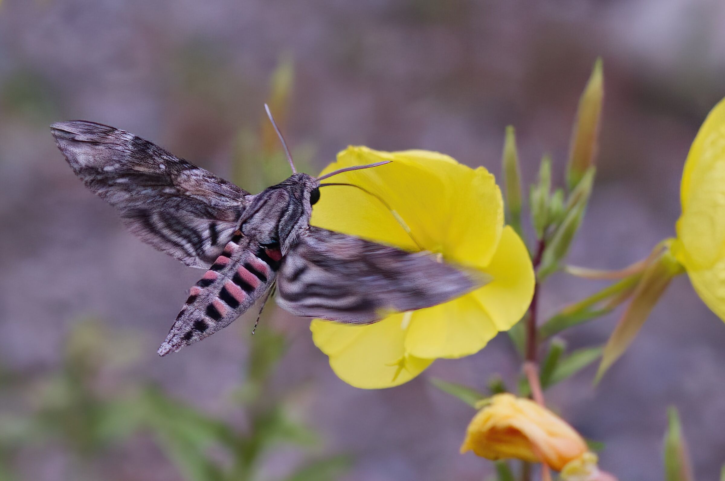 Al crepuscolo lei arriva