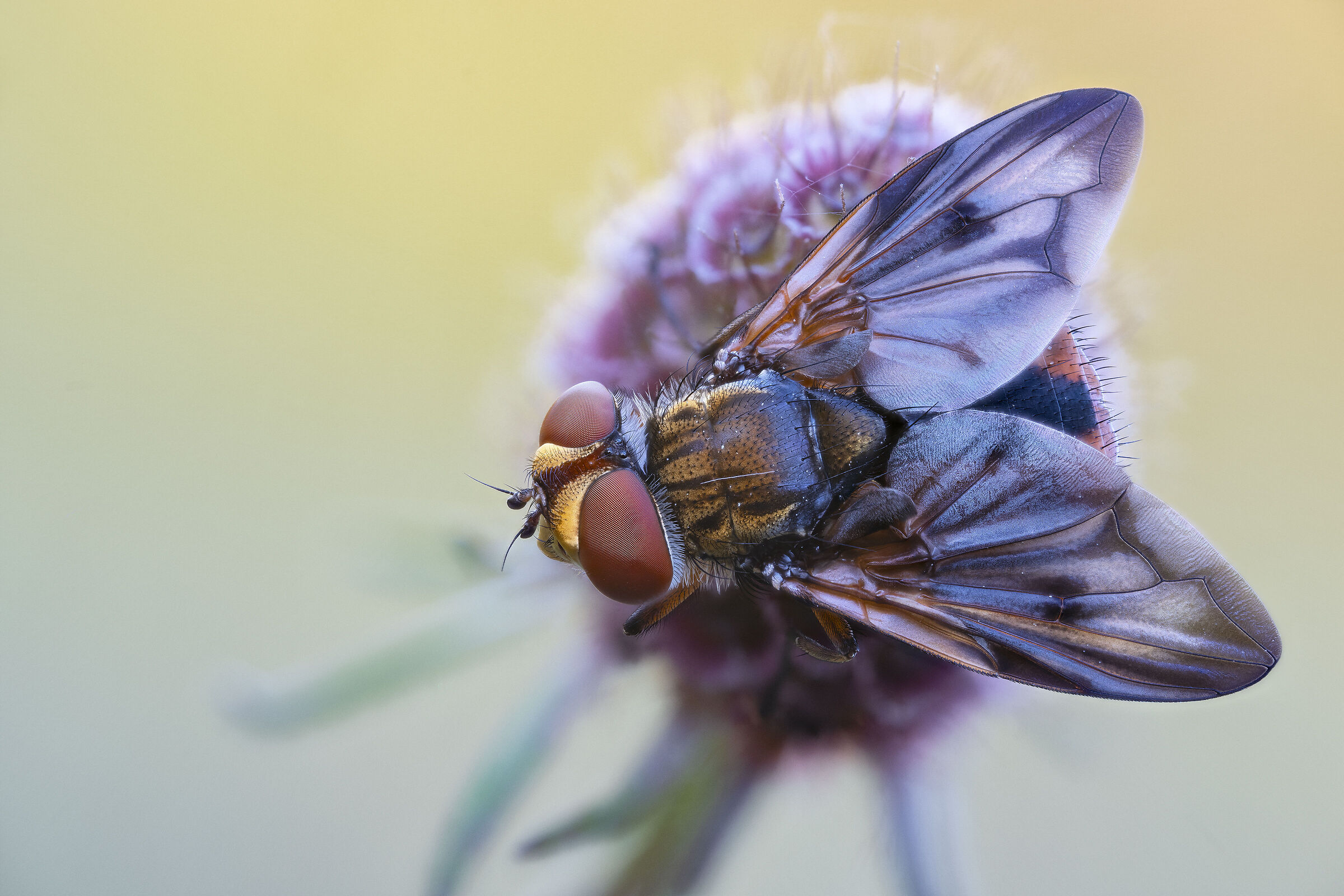 Ectophasia crassipennis