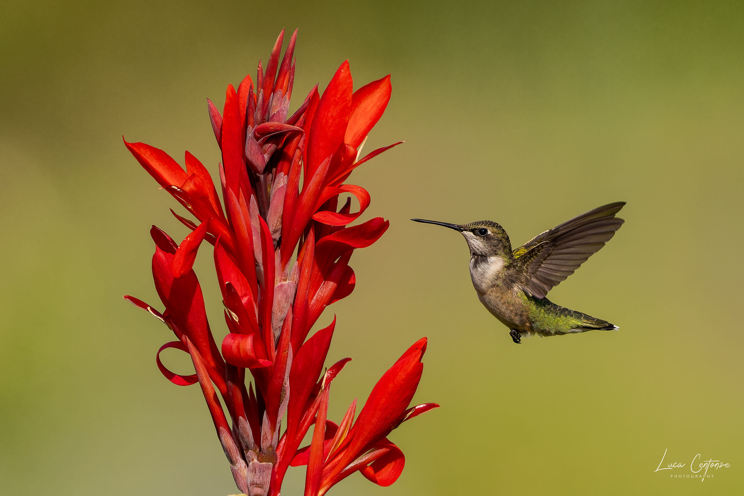 Ruby-throated Hummingbird