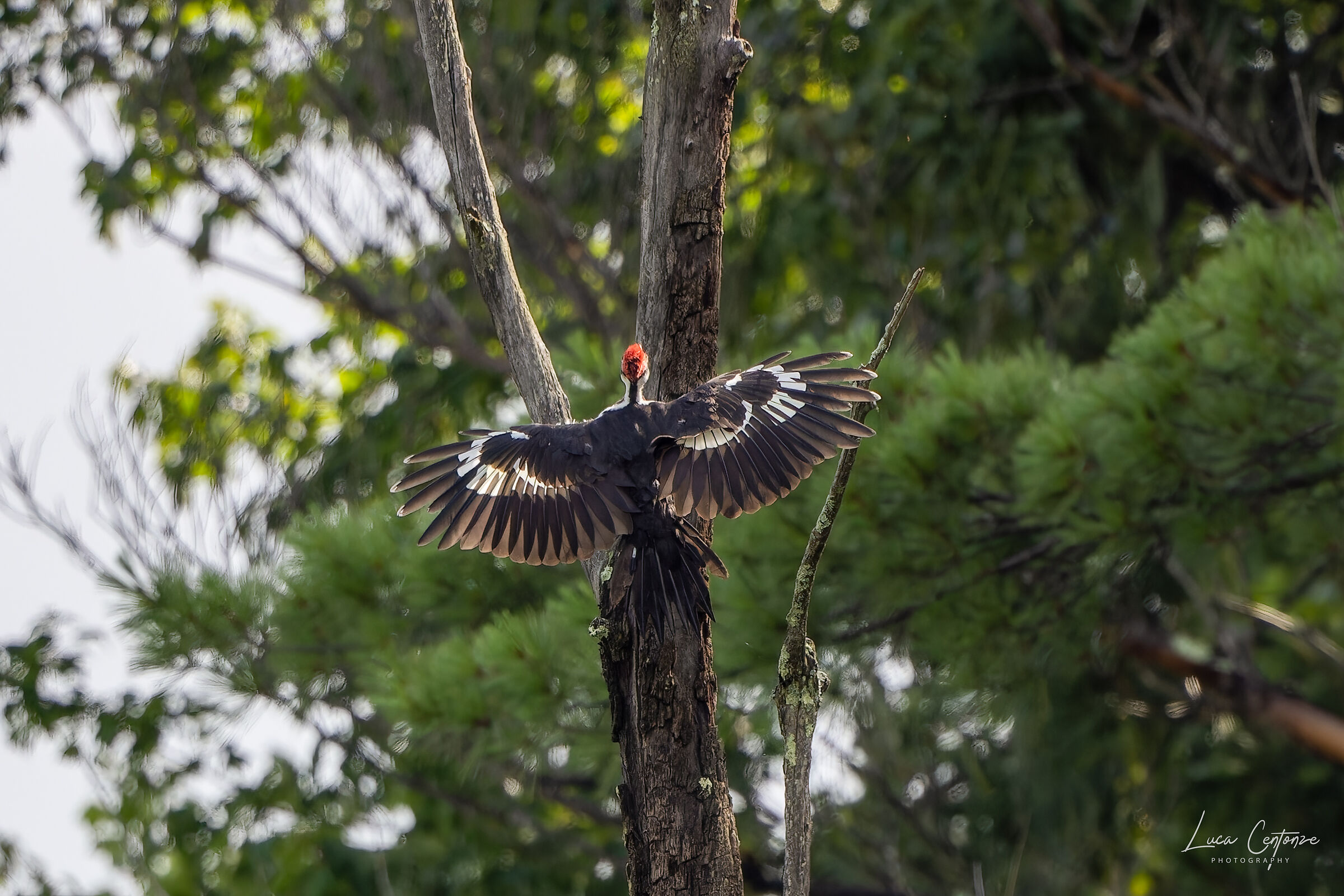 Pileated Woodpecker (Drycopocus pileatus)