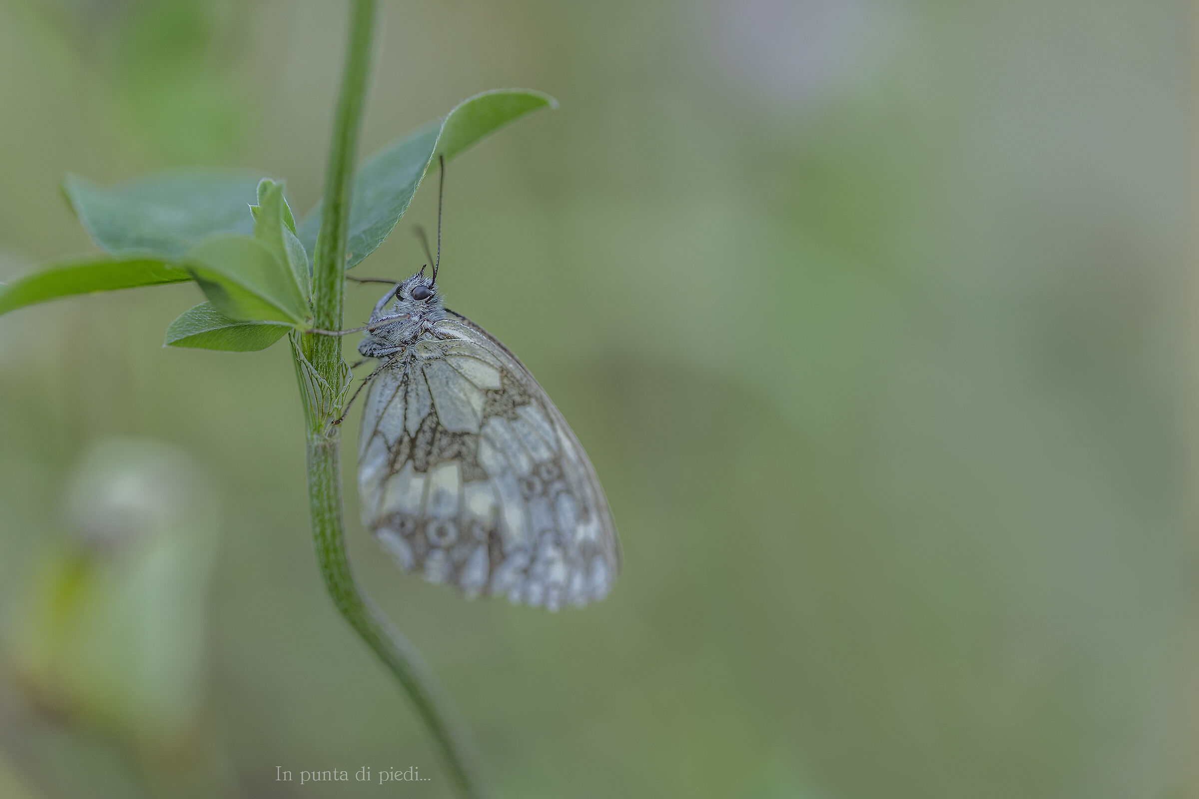 Melanargia galathea - Marbled white