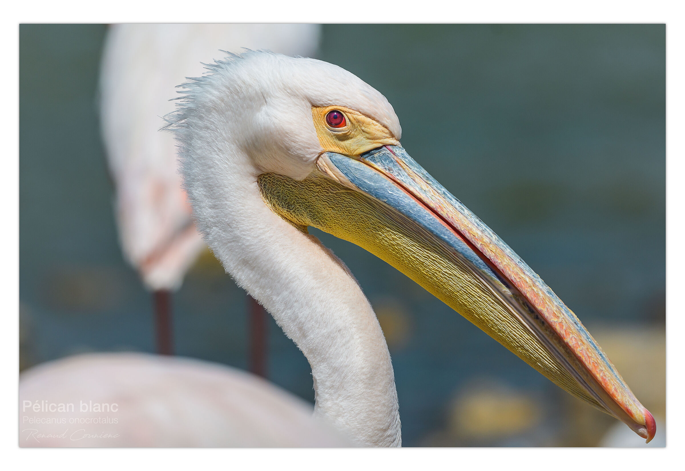 Pellicano bianco maggiore (Pelecanus onocrotalus)