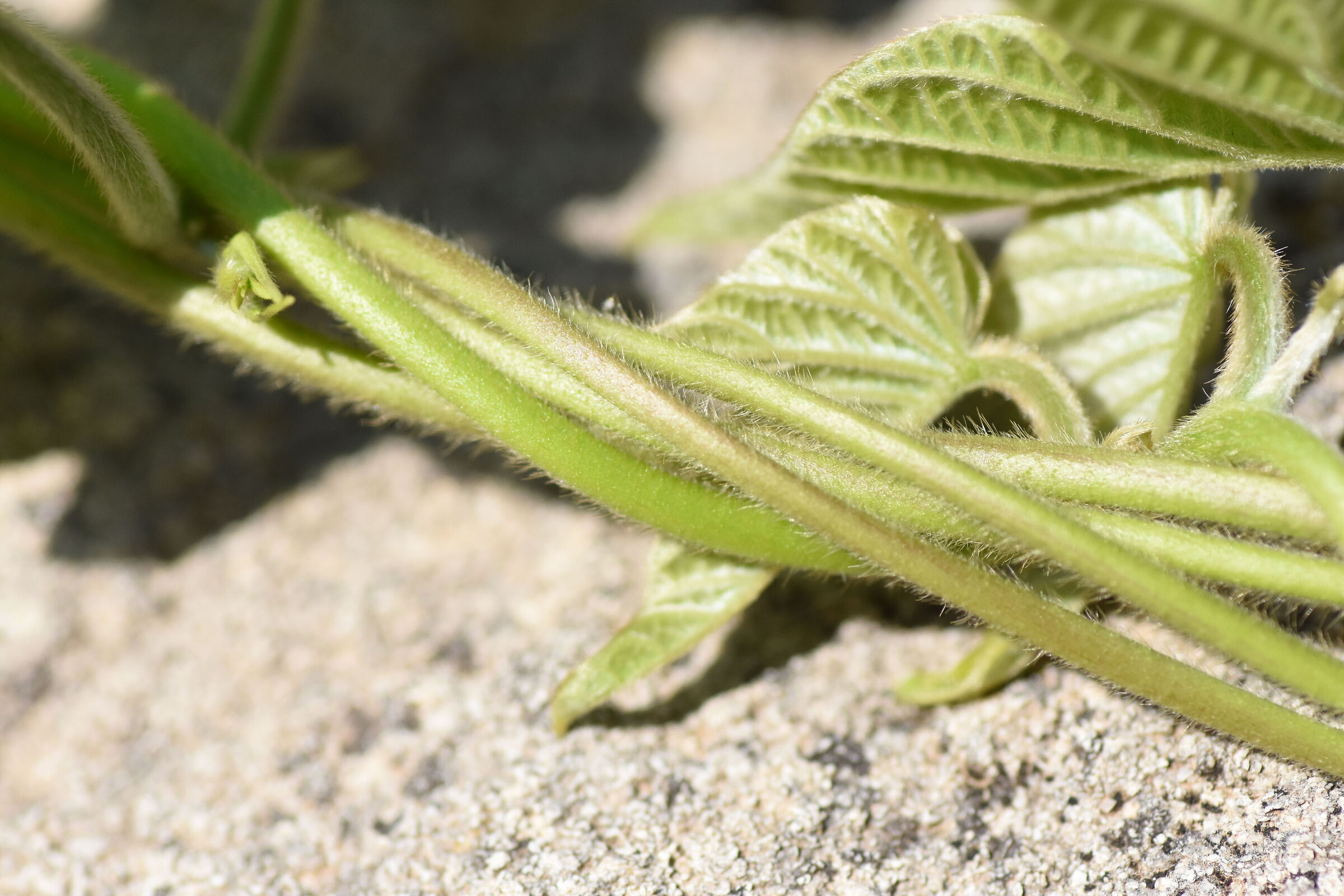 Tokina Macro 100 F. 2.8 Atx-i, 1/ 8 Mila,- Nikon D 7200