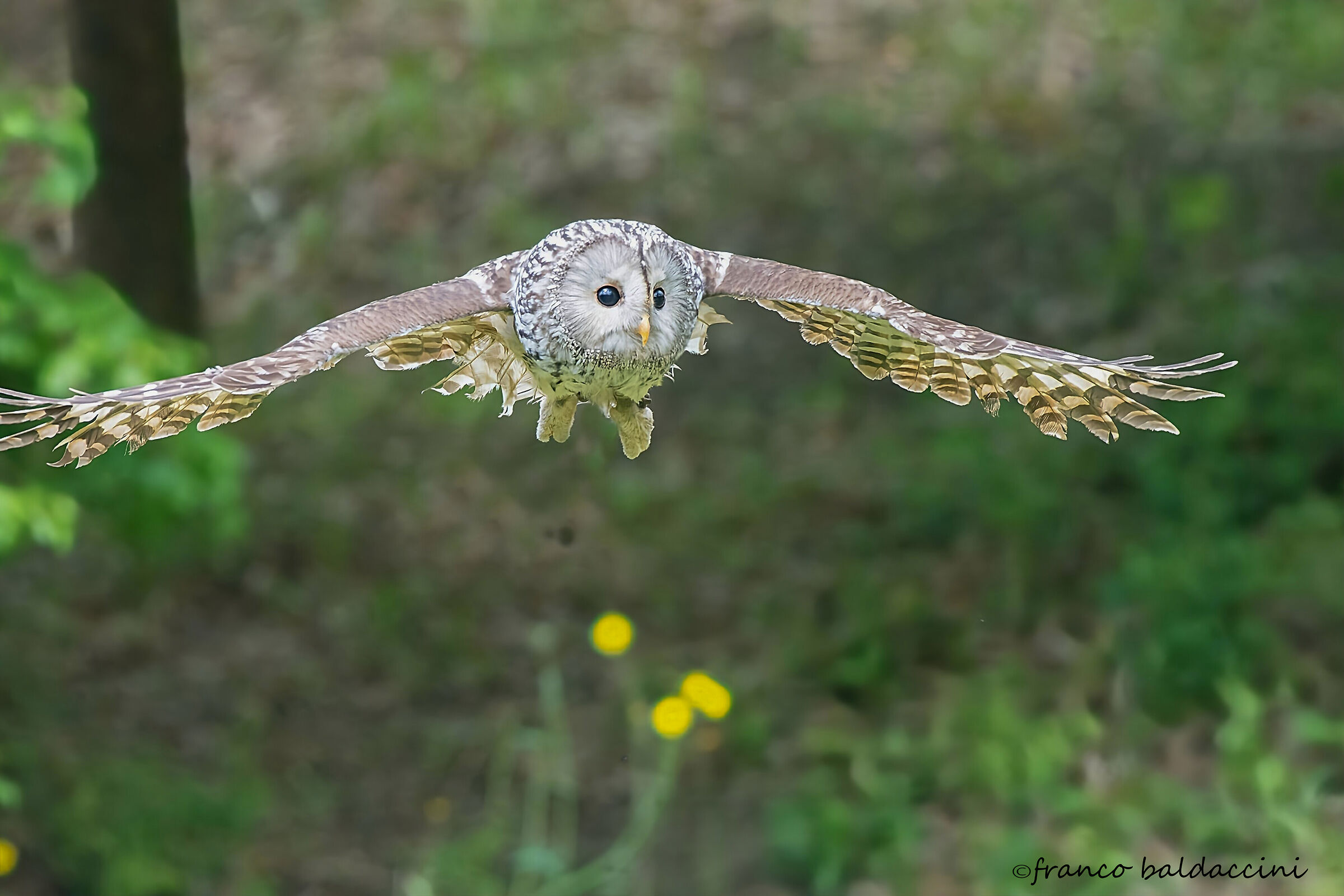 Tawny owl of the Urals.