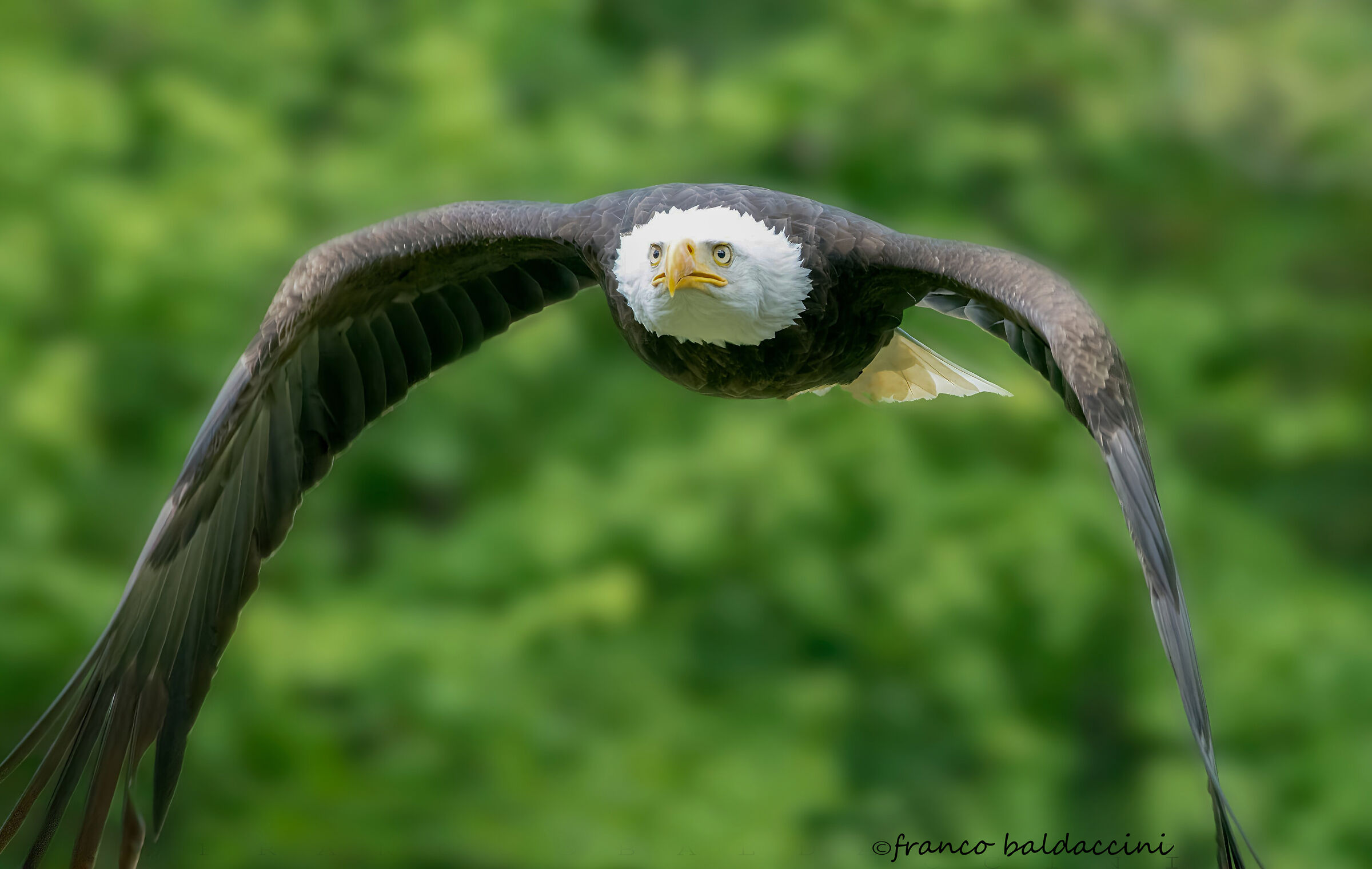 White-headed eagle.