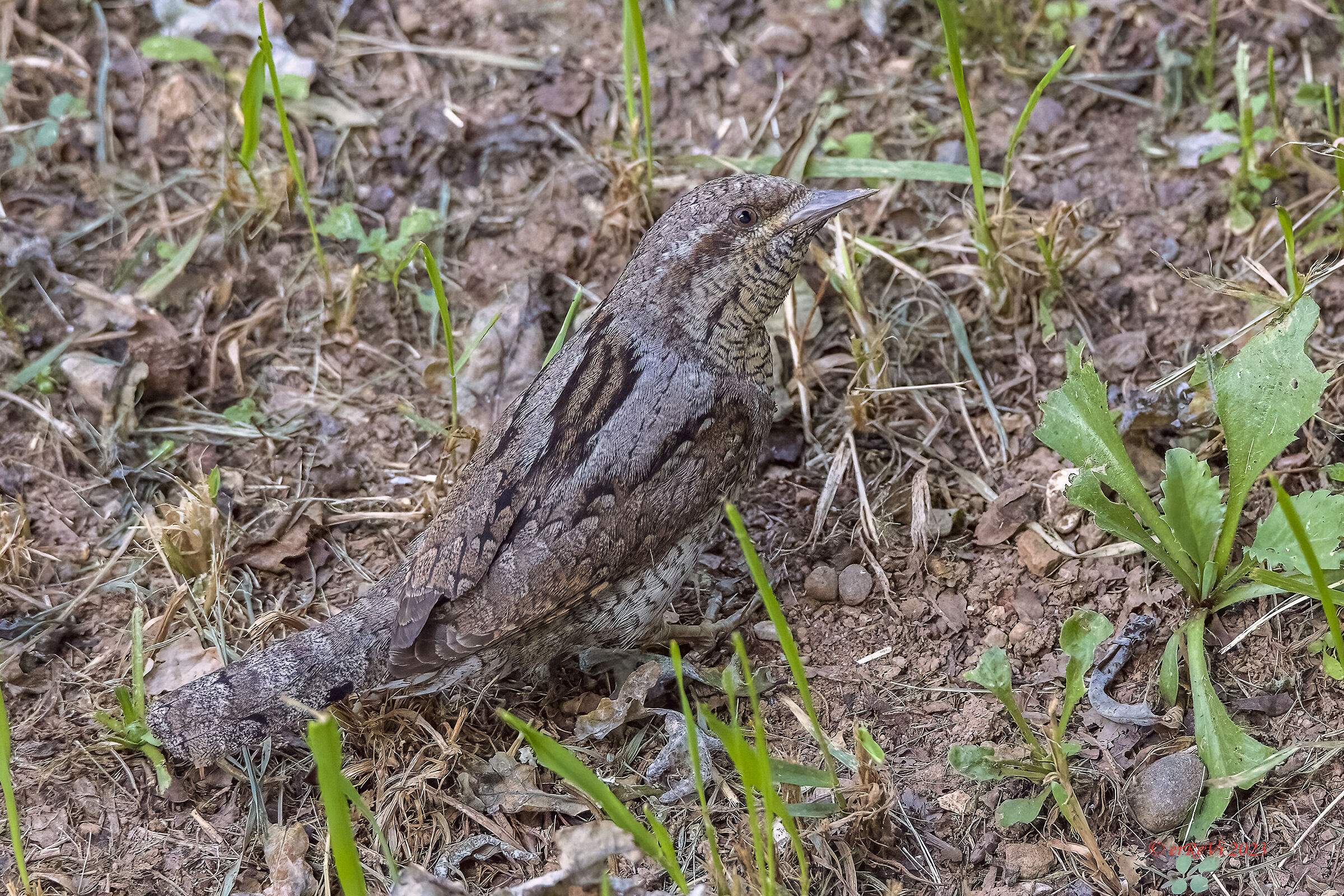 Imperfetto mimetismo (Jynx torquilla)