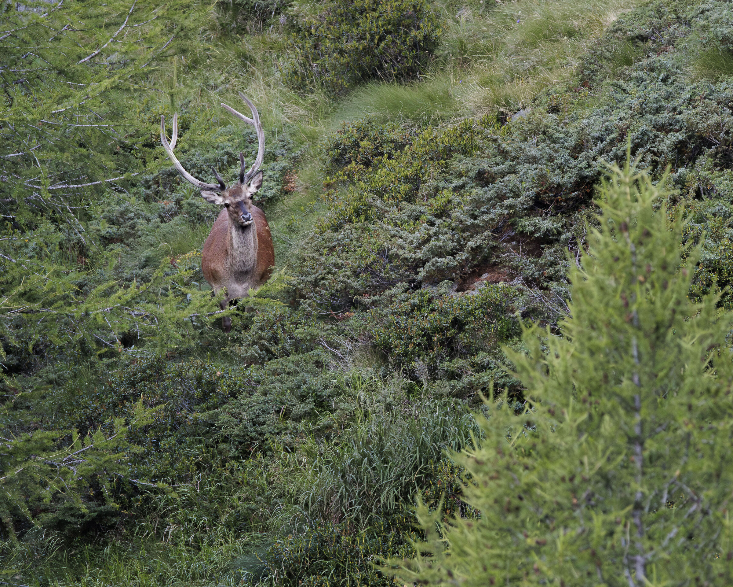 Summer deer