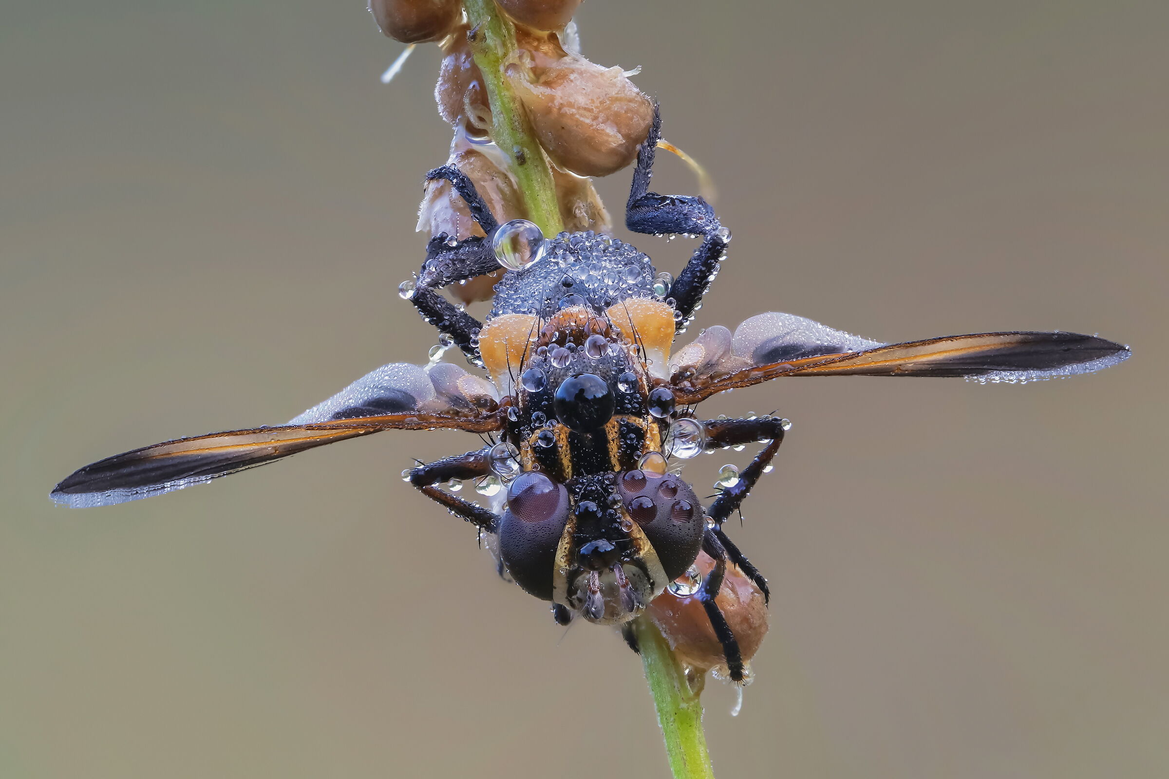 Trichopoda pictipennis