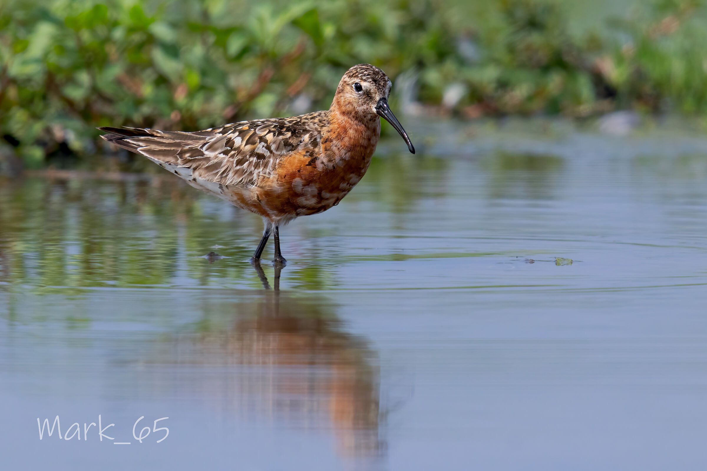 common sandpiper