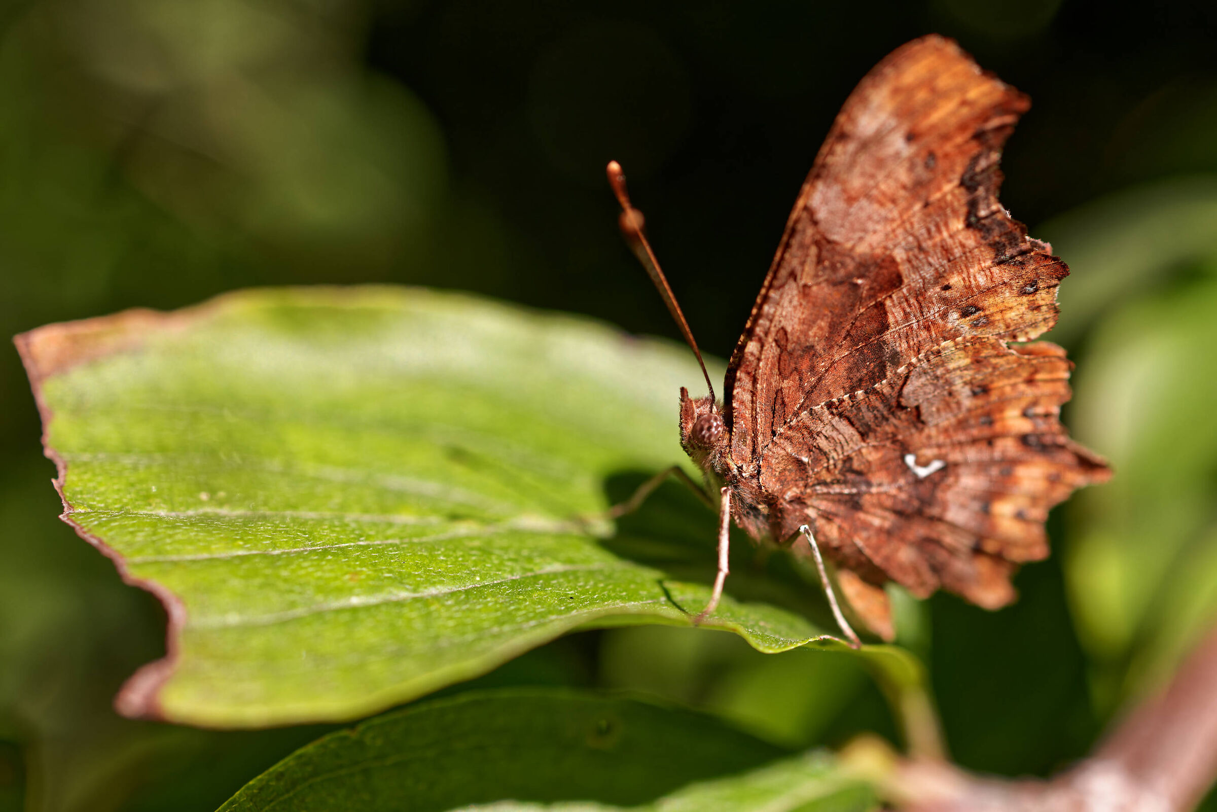 quasi macro - Canon RF 35mm f:1,8 is macro stm