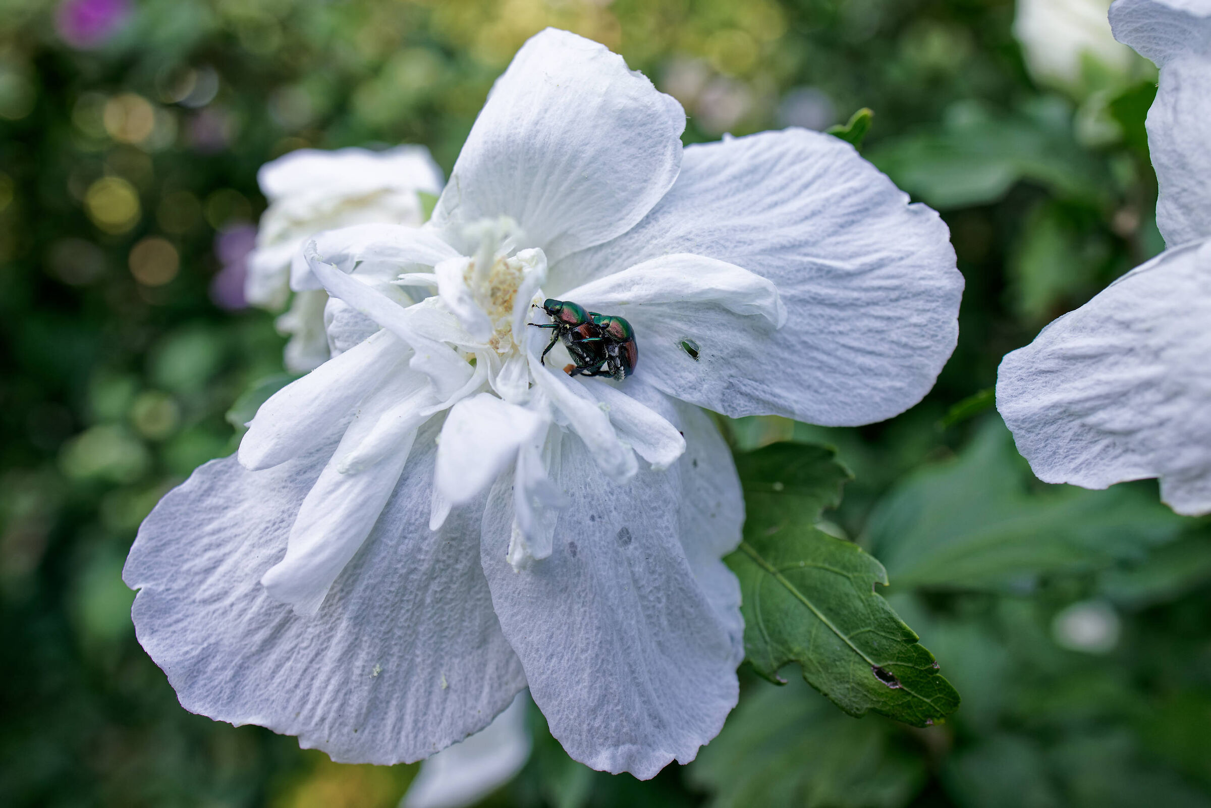 quasi macro - Canon RF 24mm f:1,8 is stm