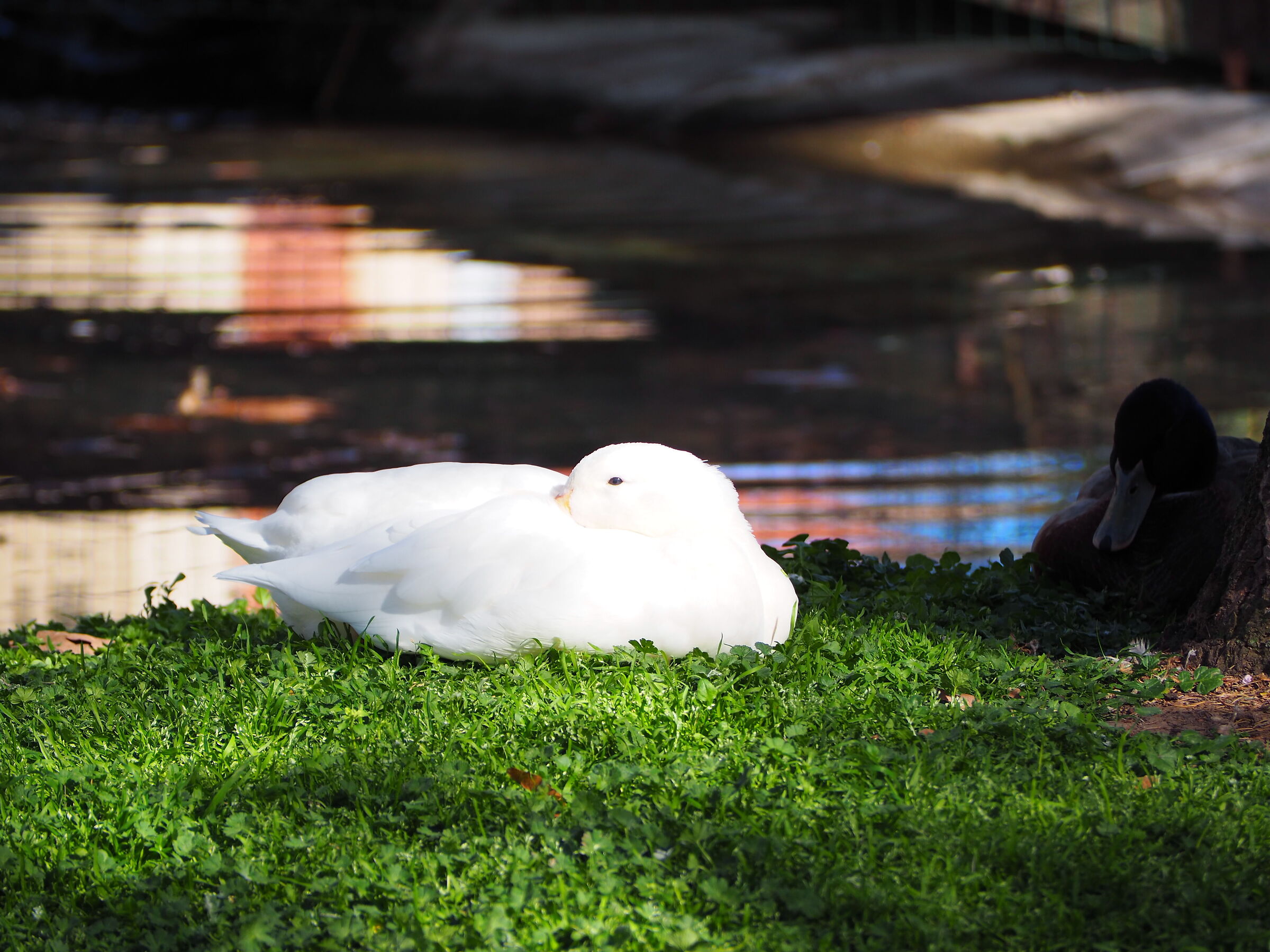 Bianco e nero