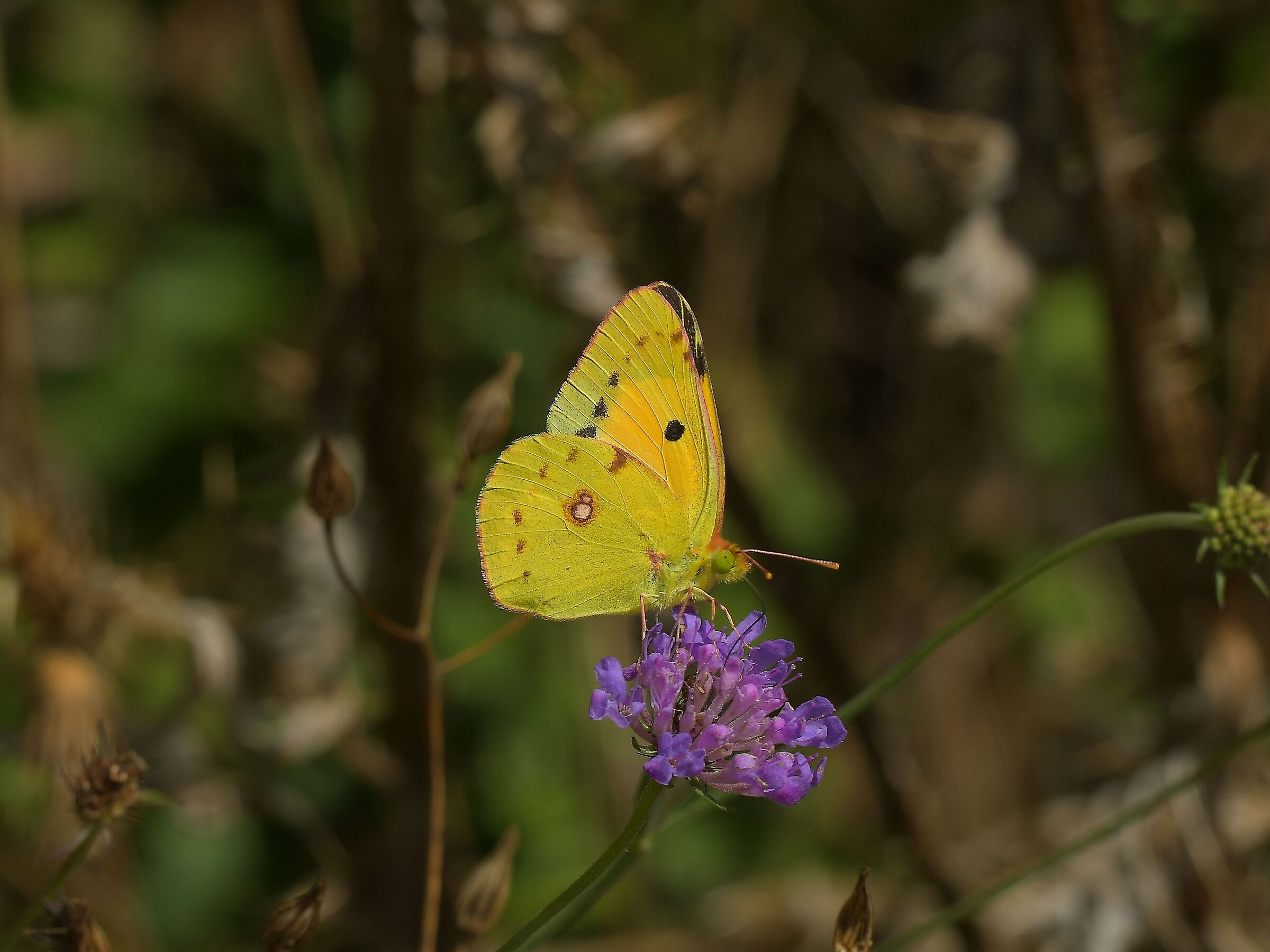 Colias crocea