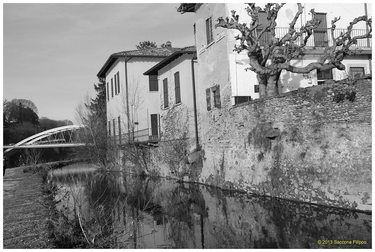 Il bianco  il nero & l'albero