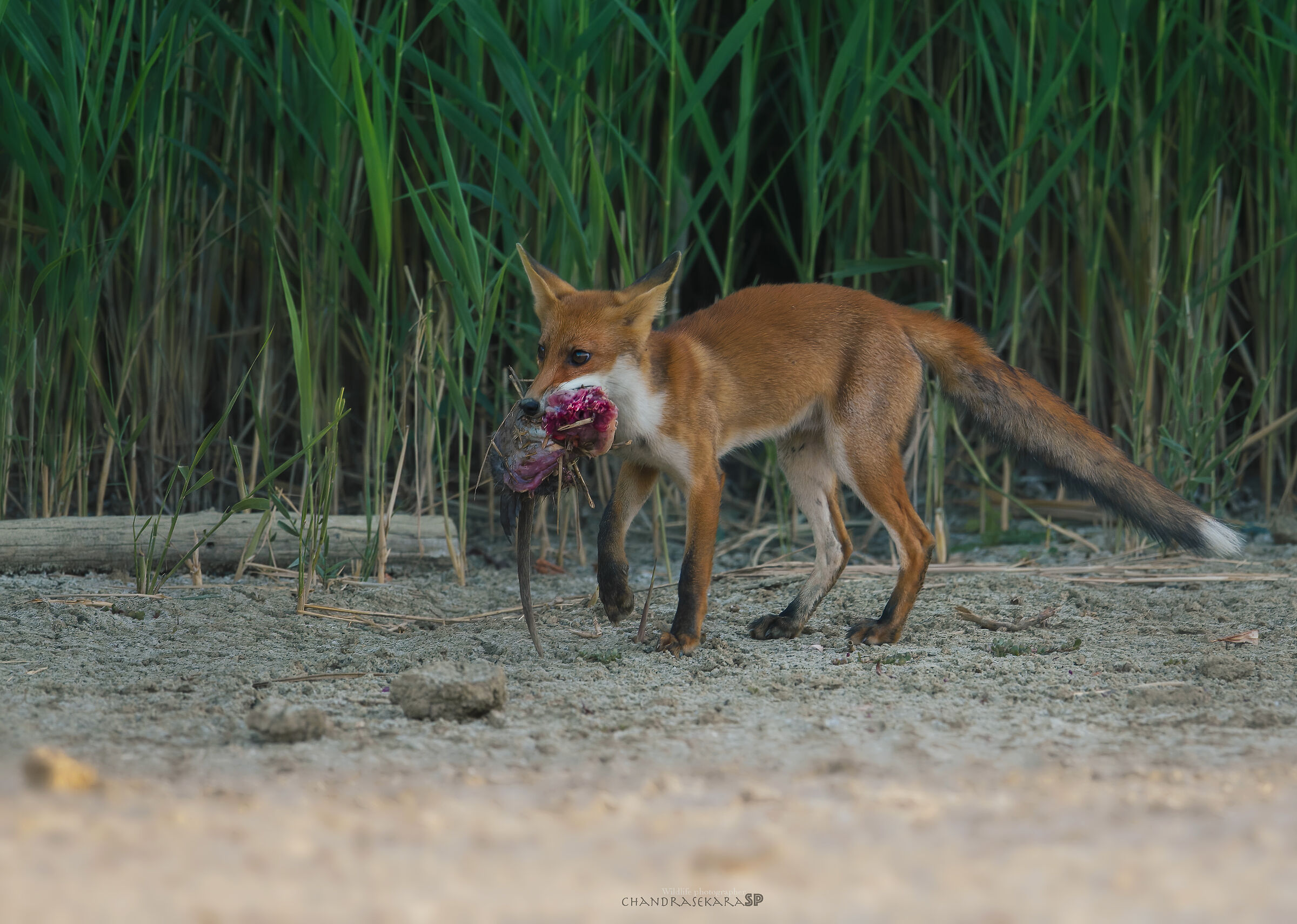 fox hunts a nutria
