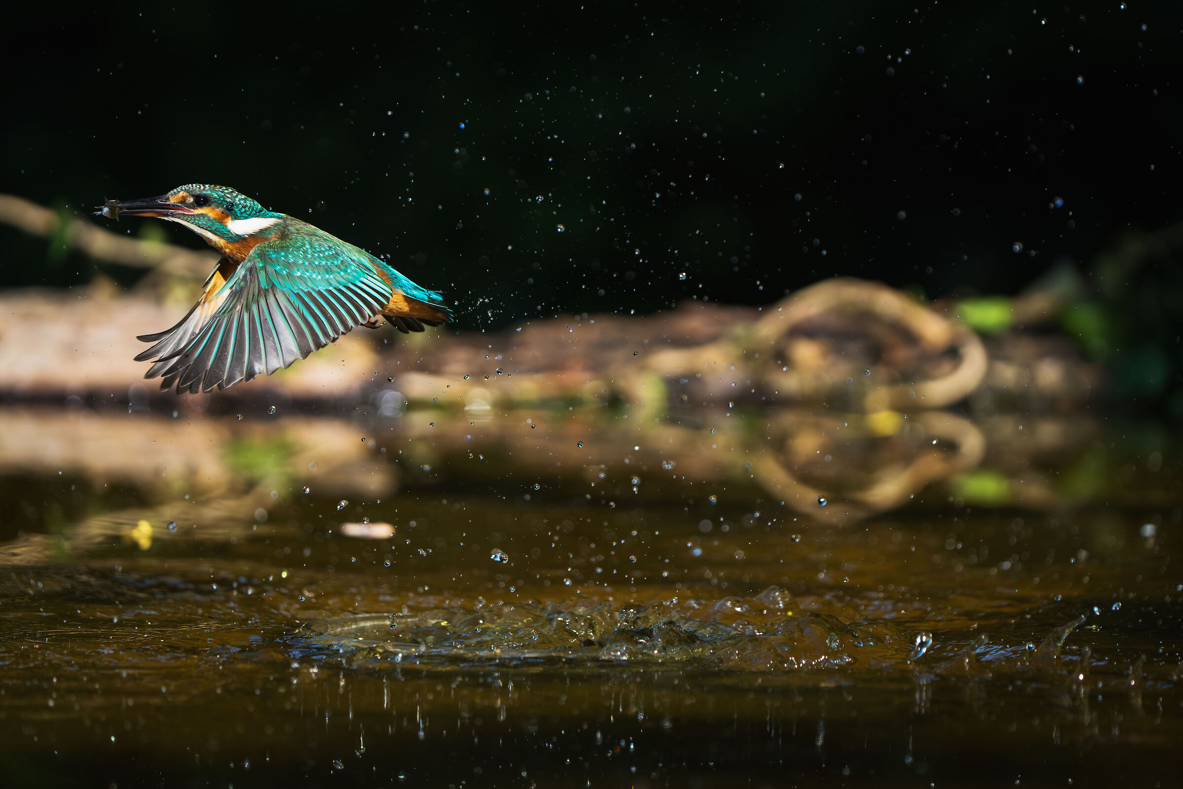 King Fisher