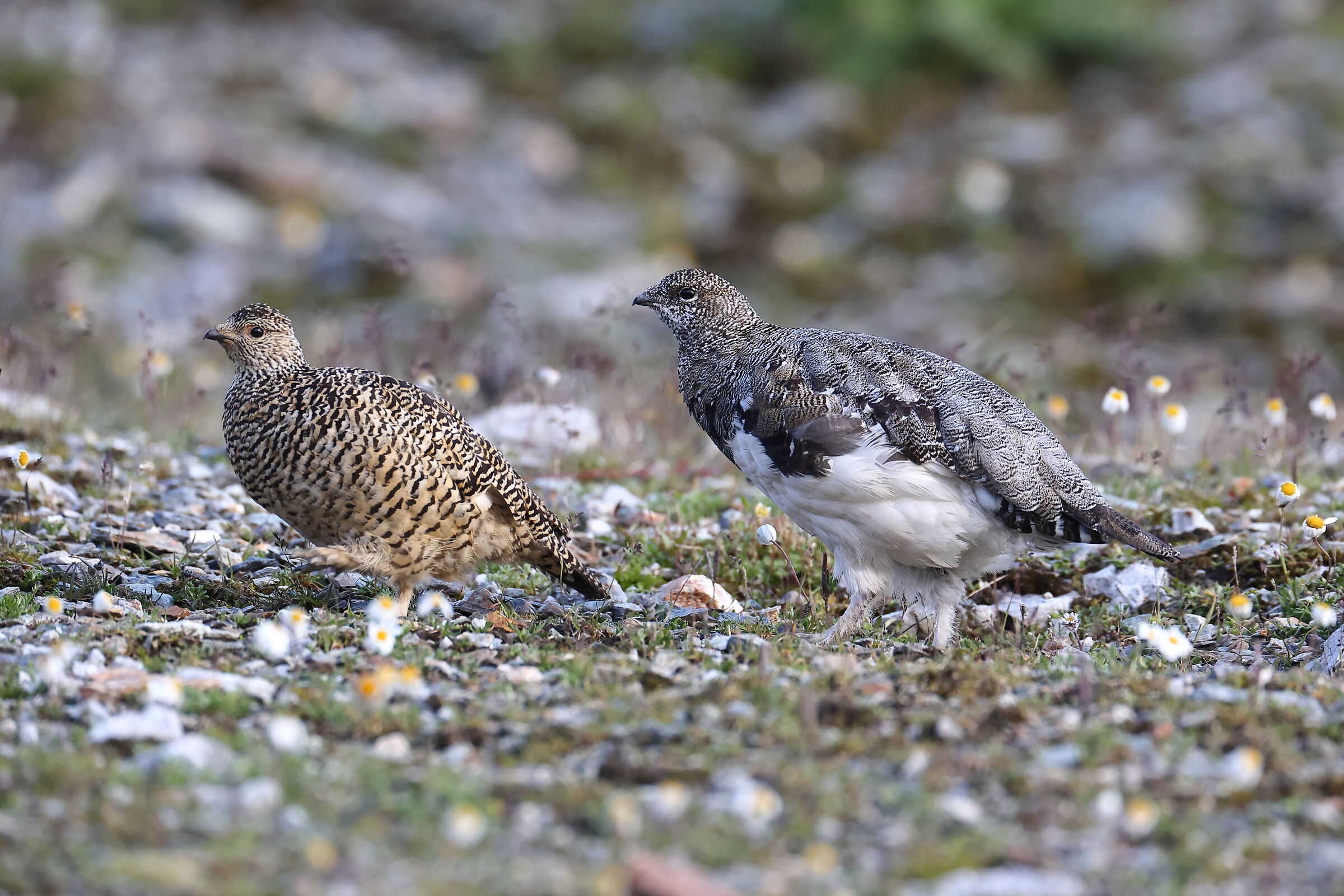 Partridges