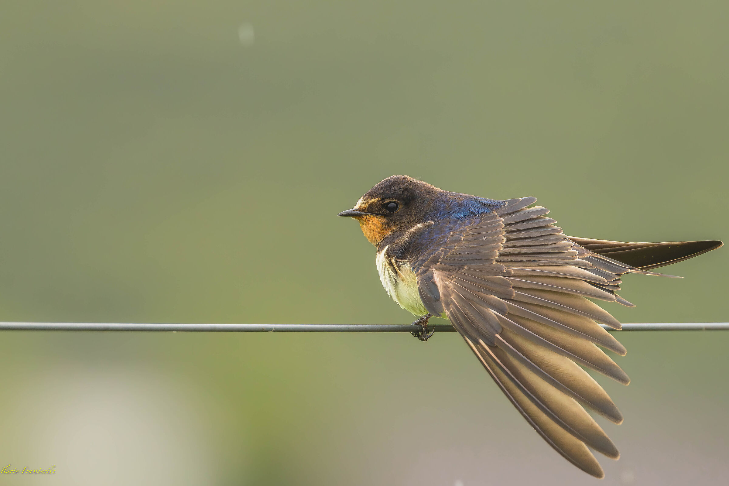 Hirundo rustica