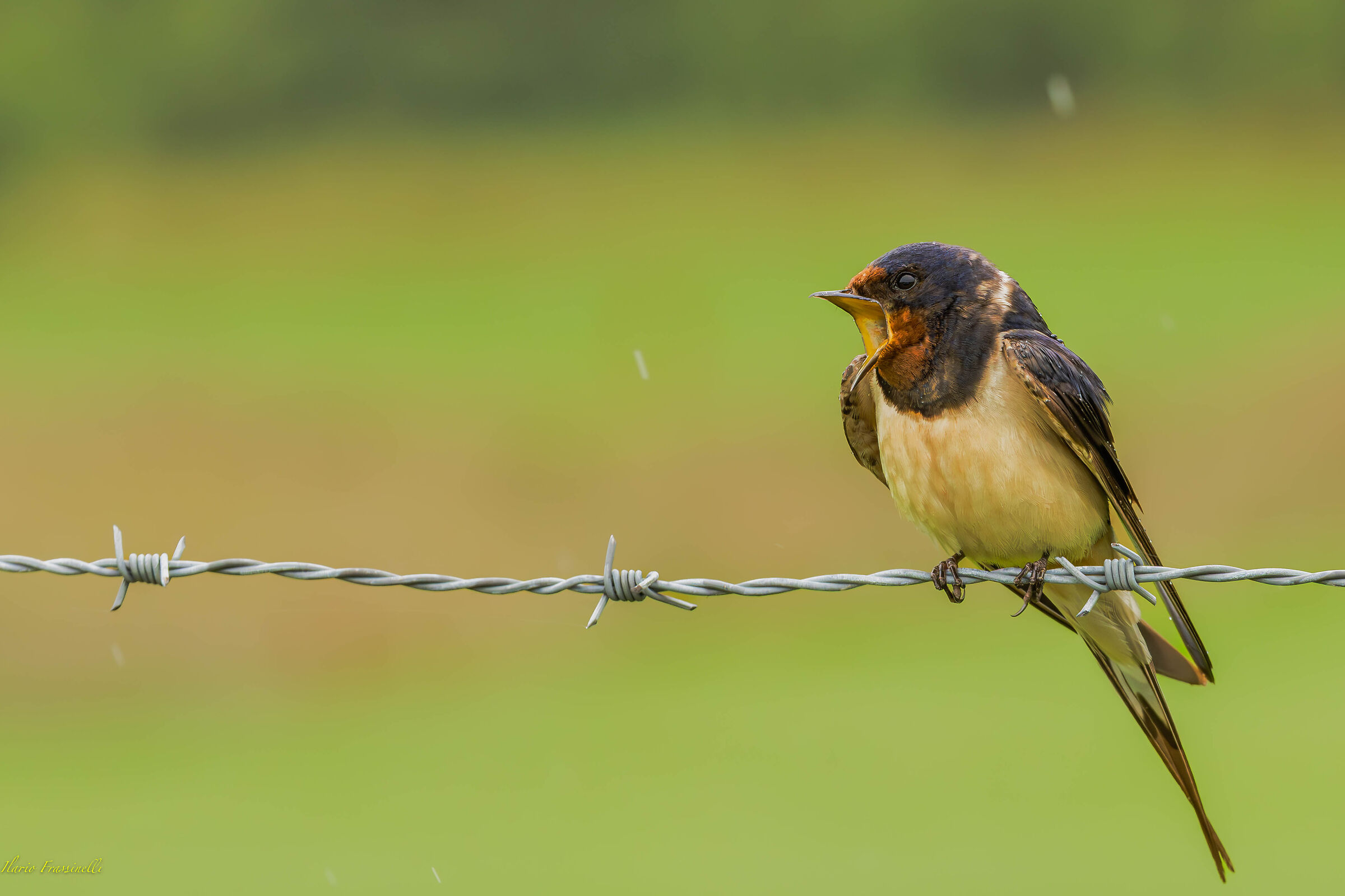Hirundo rustica makes itself felt