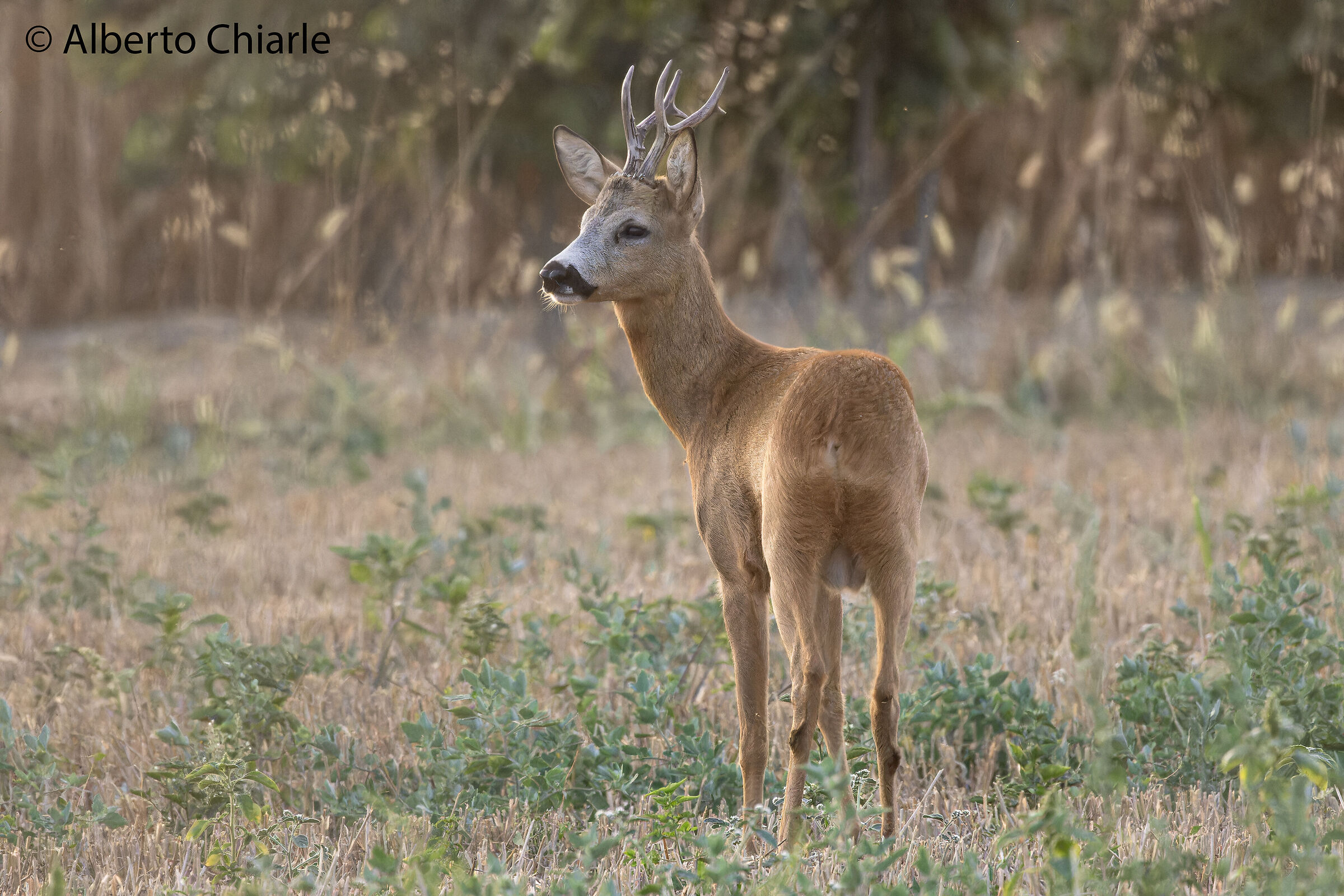 Capriolo al tramonto