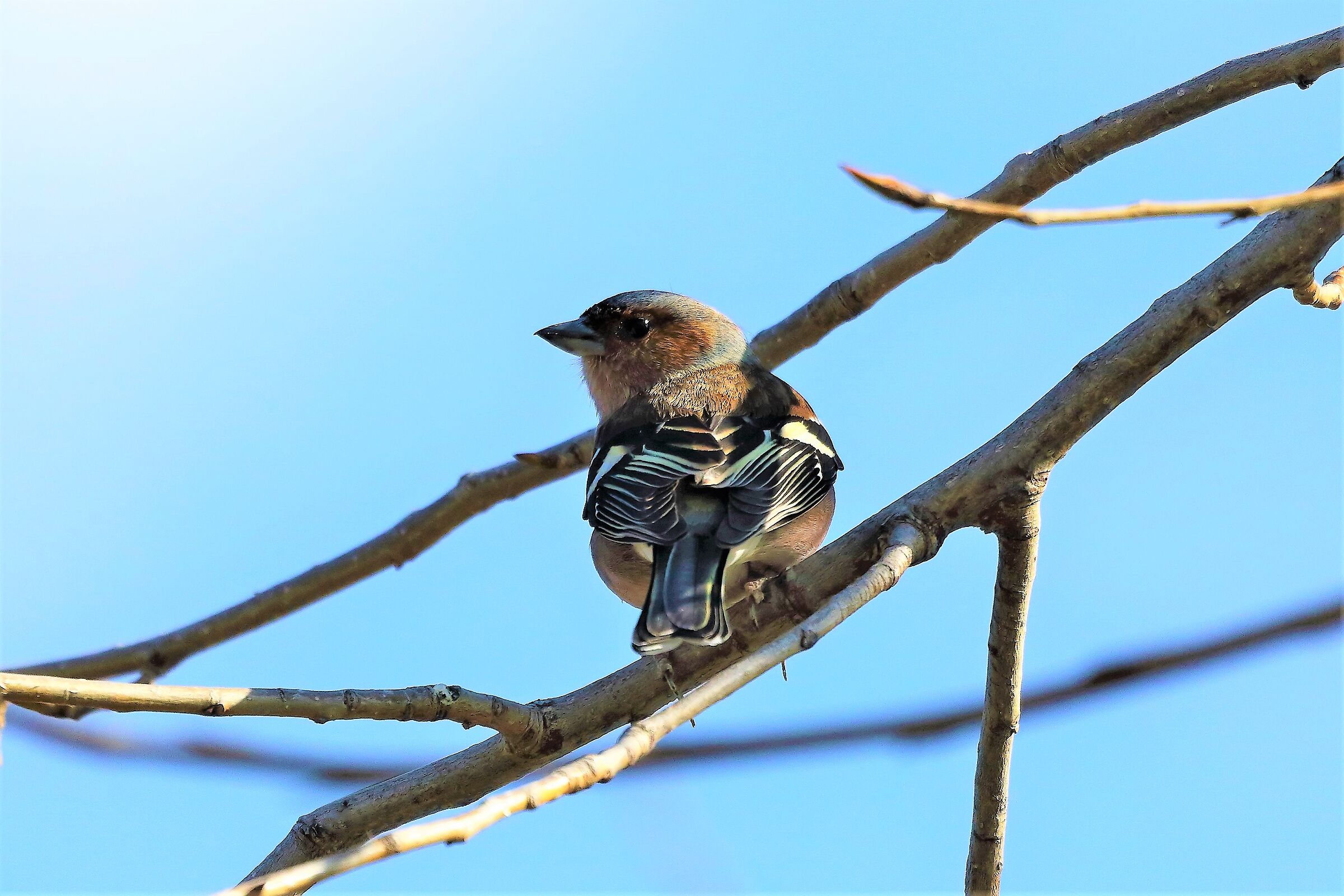 Fringuello 09 marzo 2023