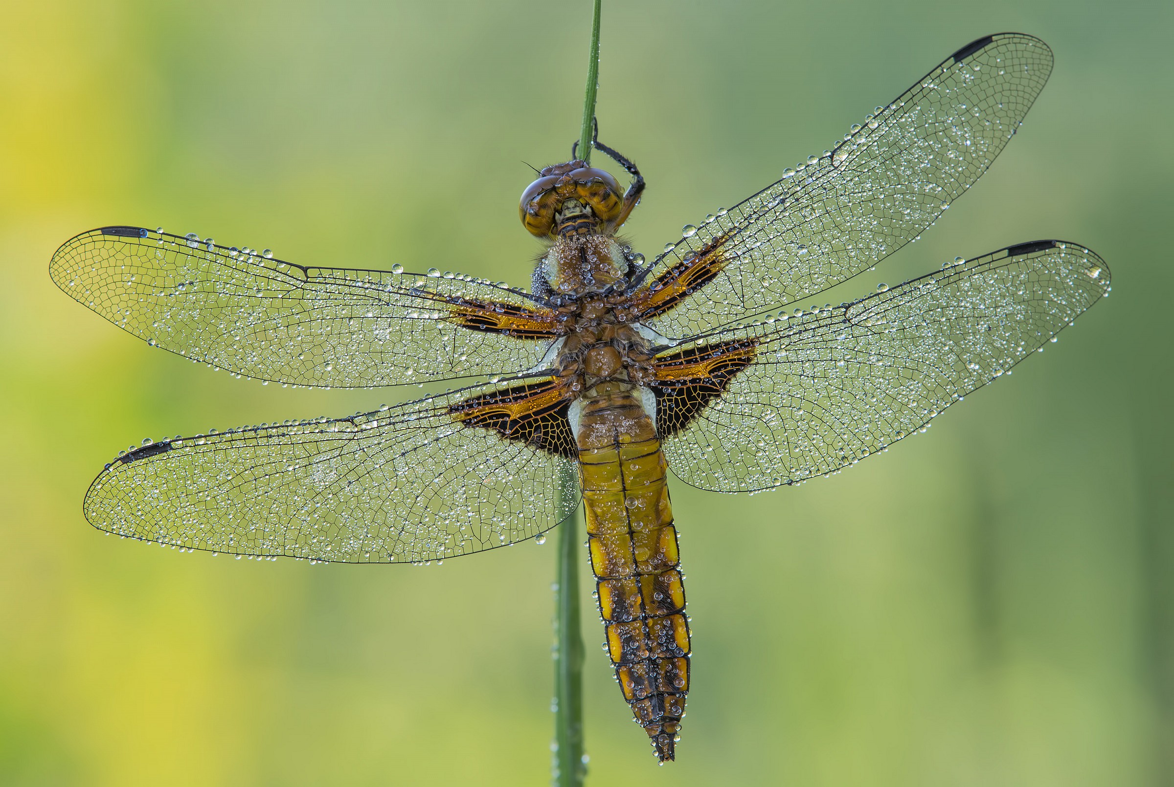 Libellula depressa