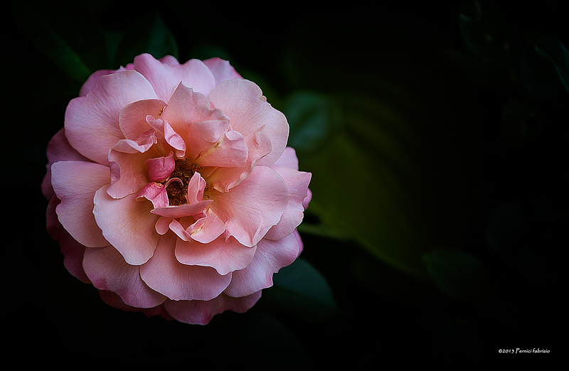 Semplicemente...ROSA