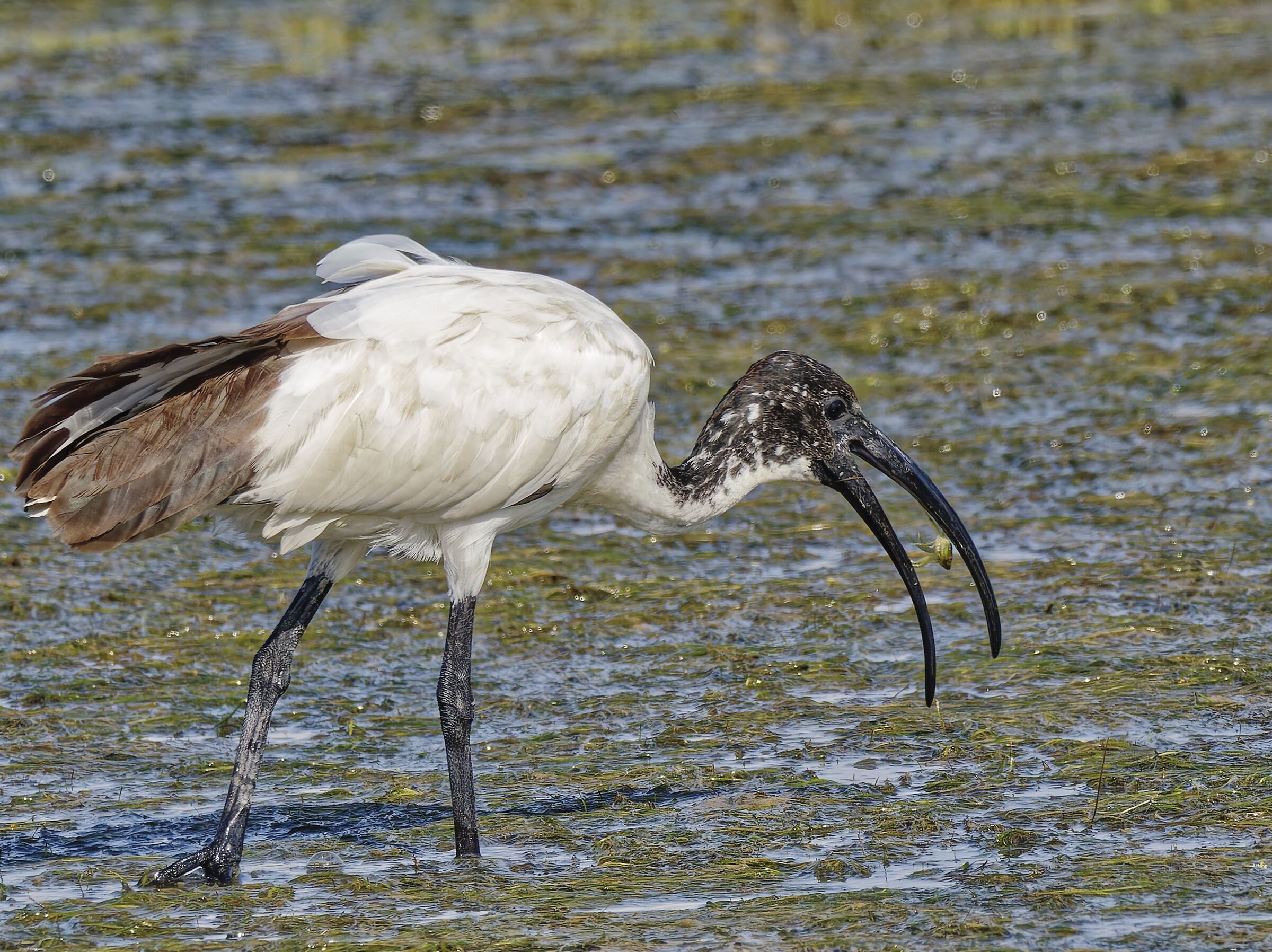 Ibis