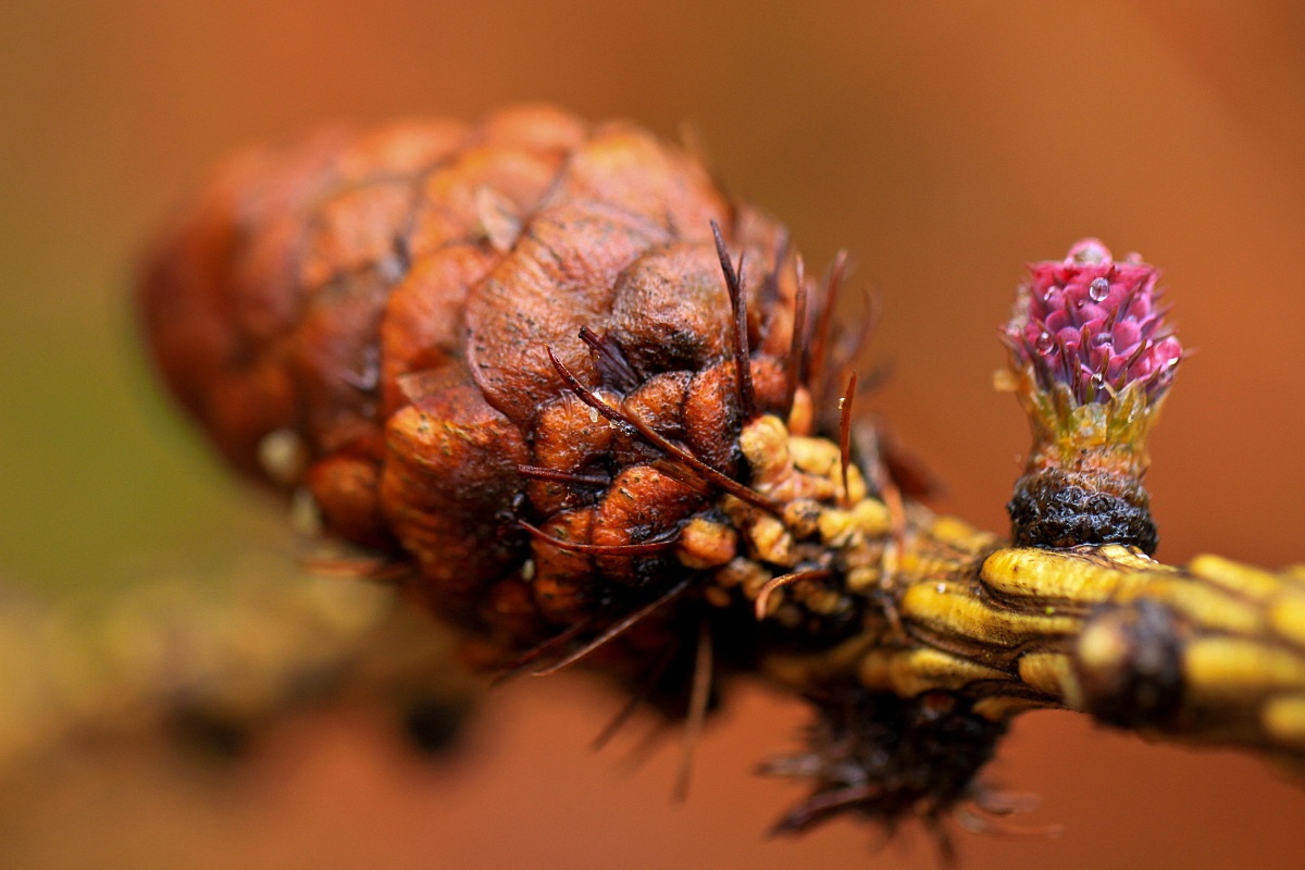 Spring is coming, slowly but arrives