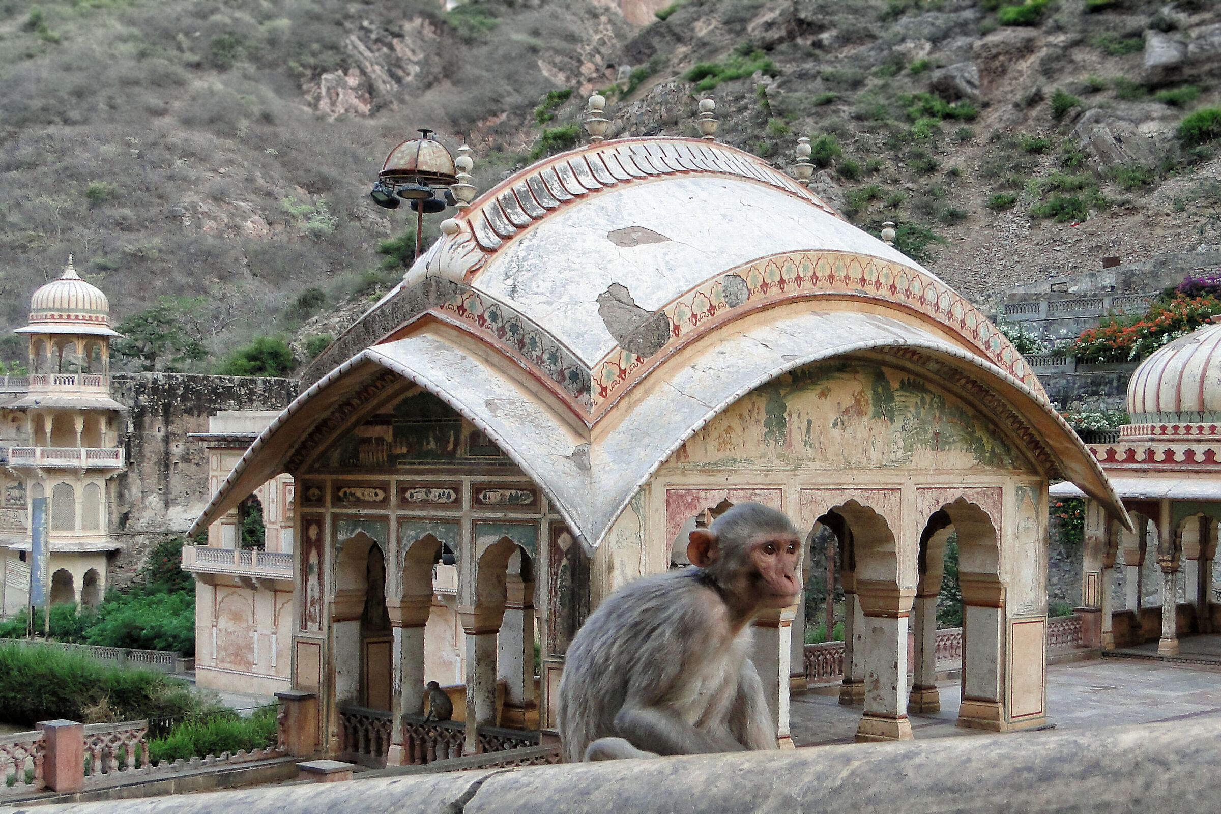 Jaipur, the monkey temple