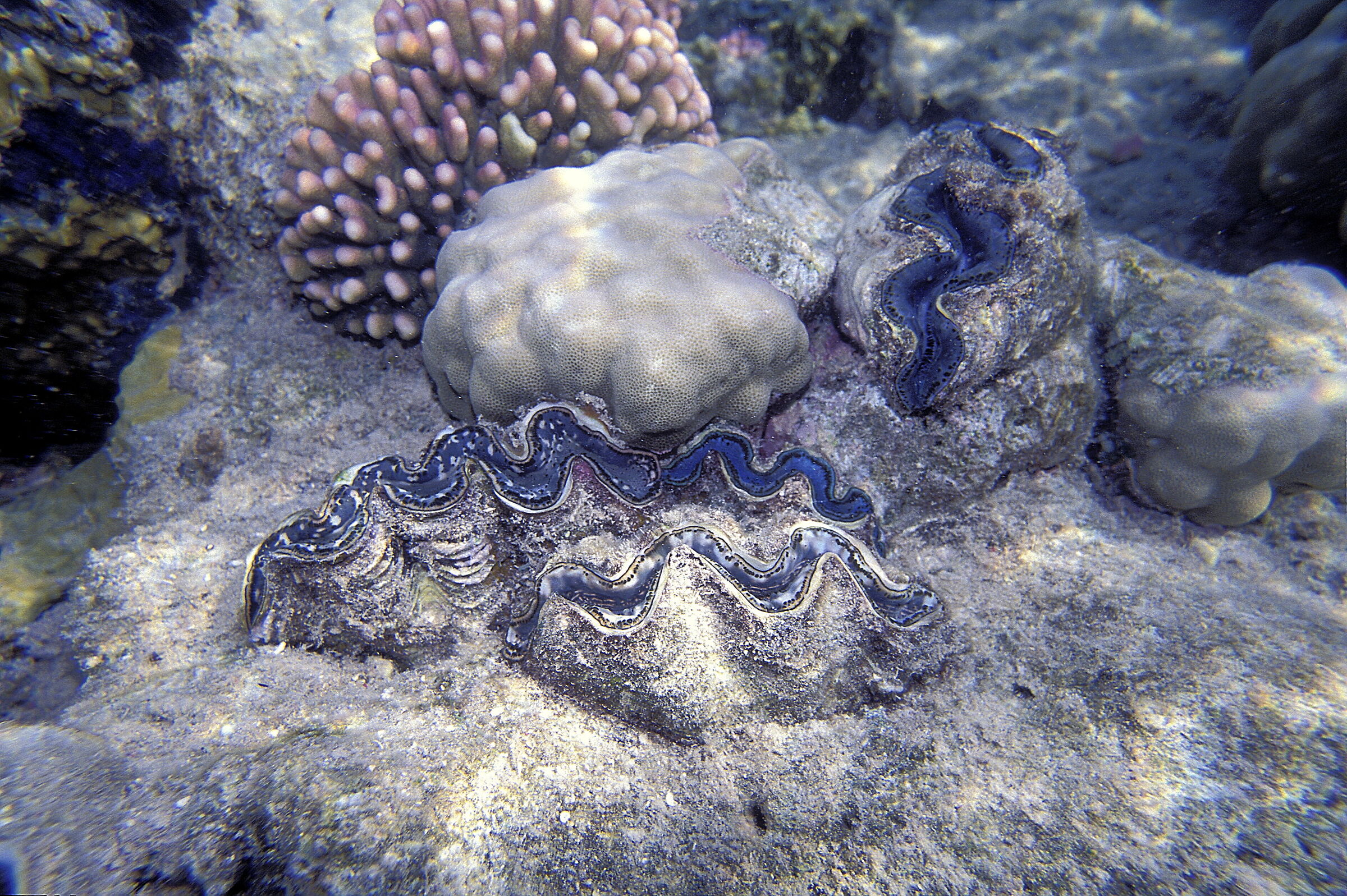 Red Sea Tridacna(Tridacna maxima)