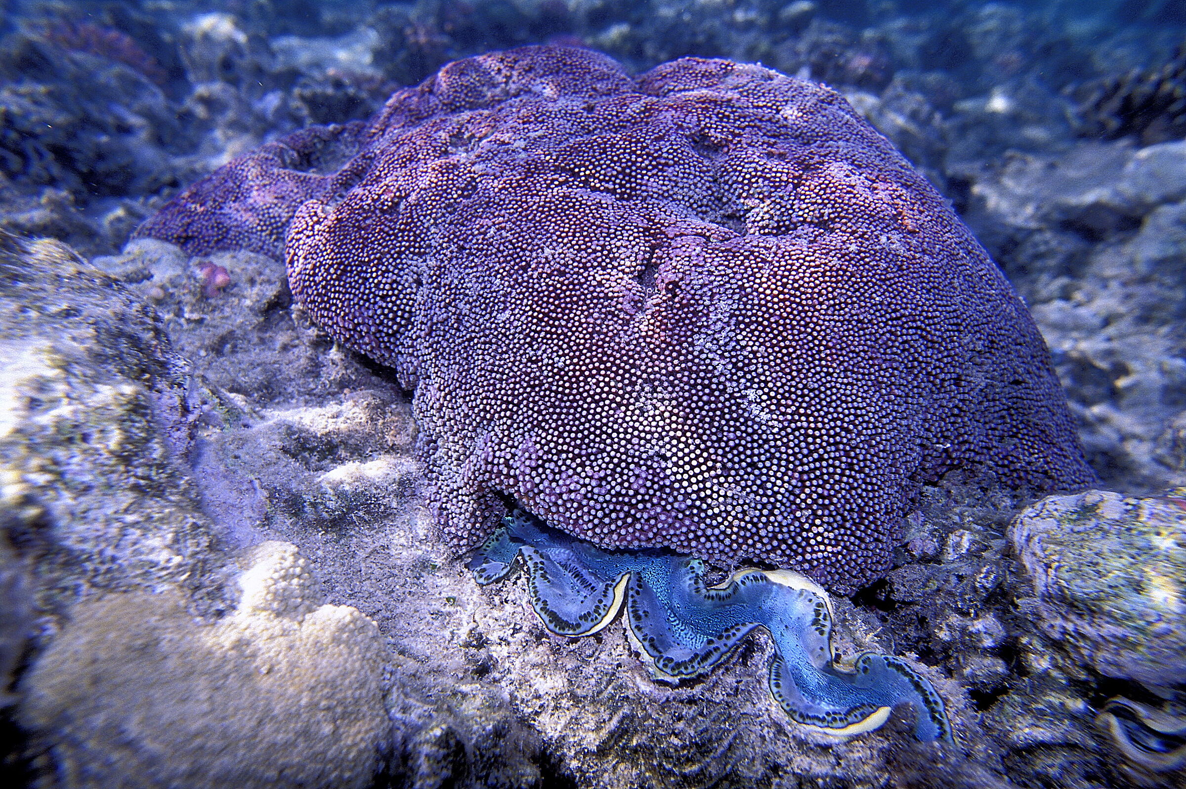Red Sea Diploastrea+Tridacna(D heliopora+T maxima)