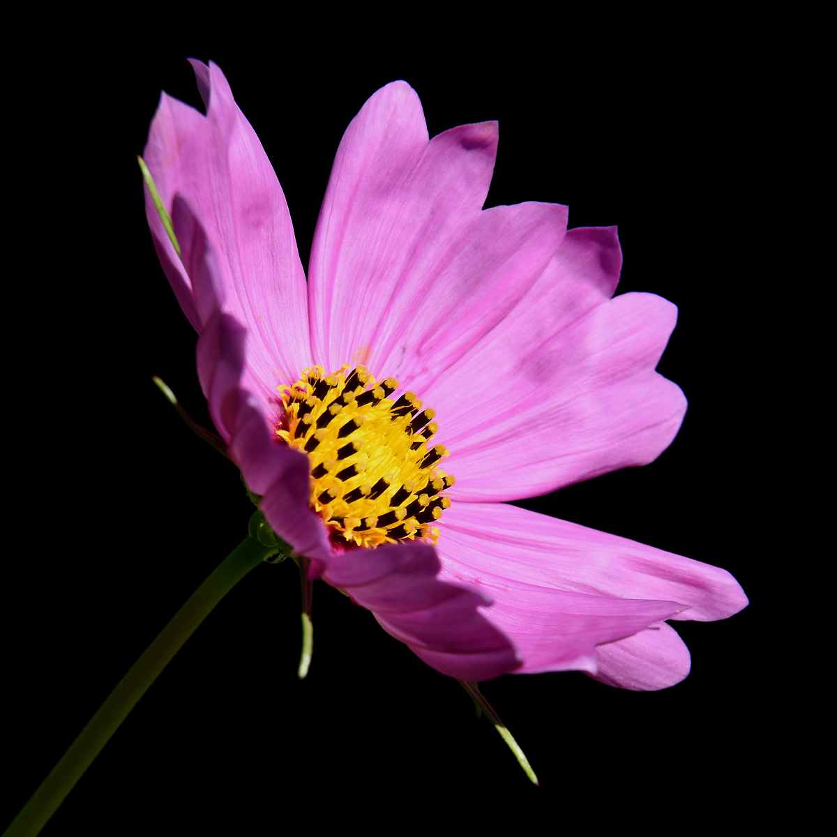 Cosmea in the garden