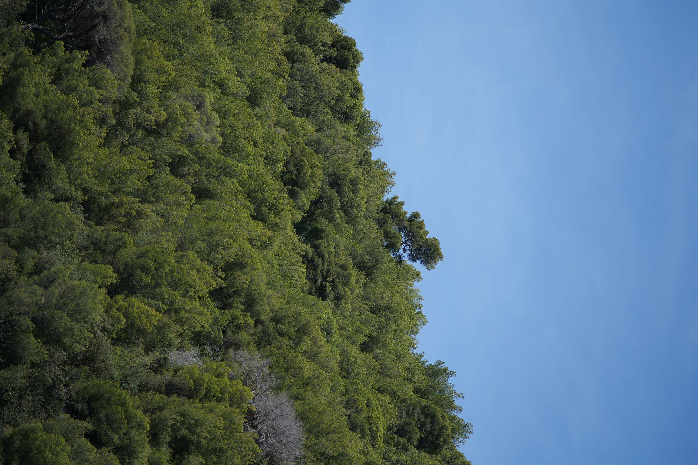 Panasonic S5 Nikon Ai 200 f 4