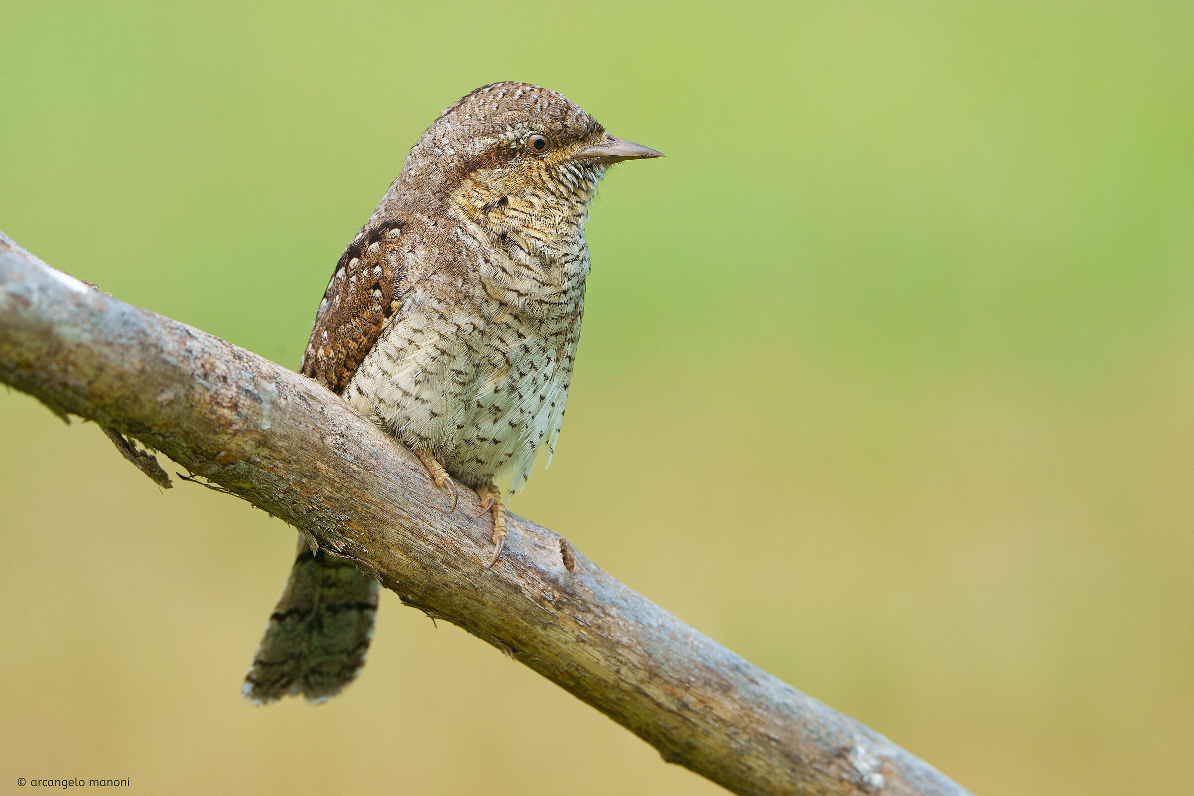 Portrait of the stiff neck