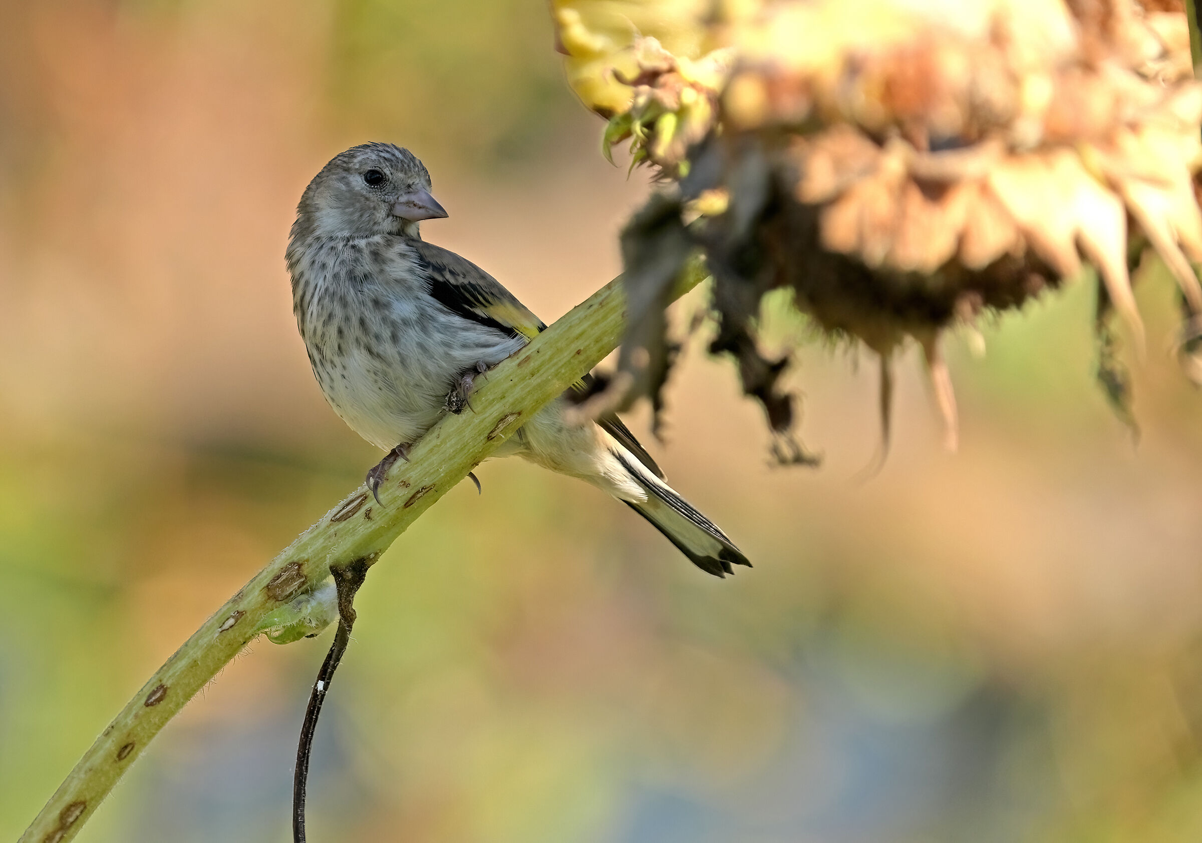 Serin