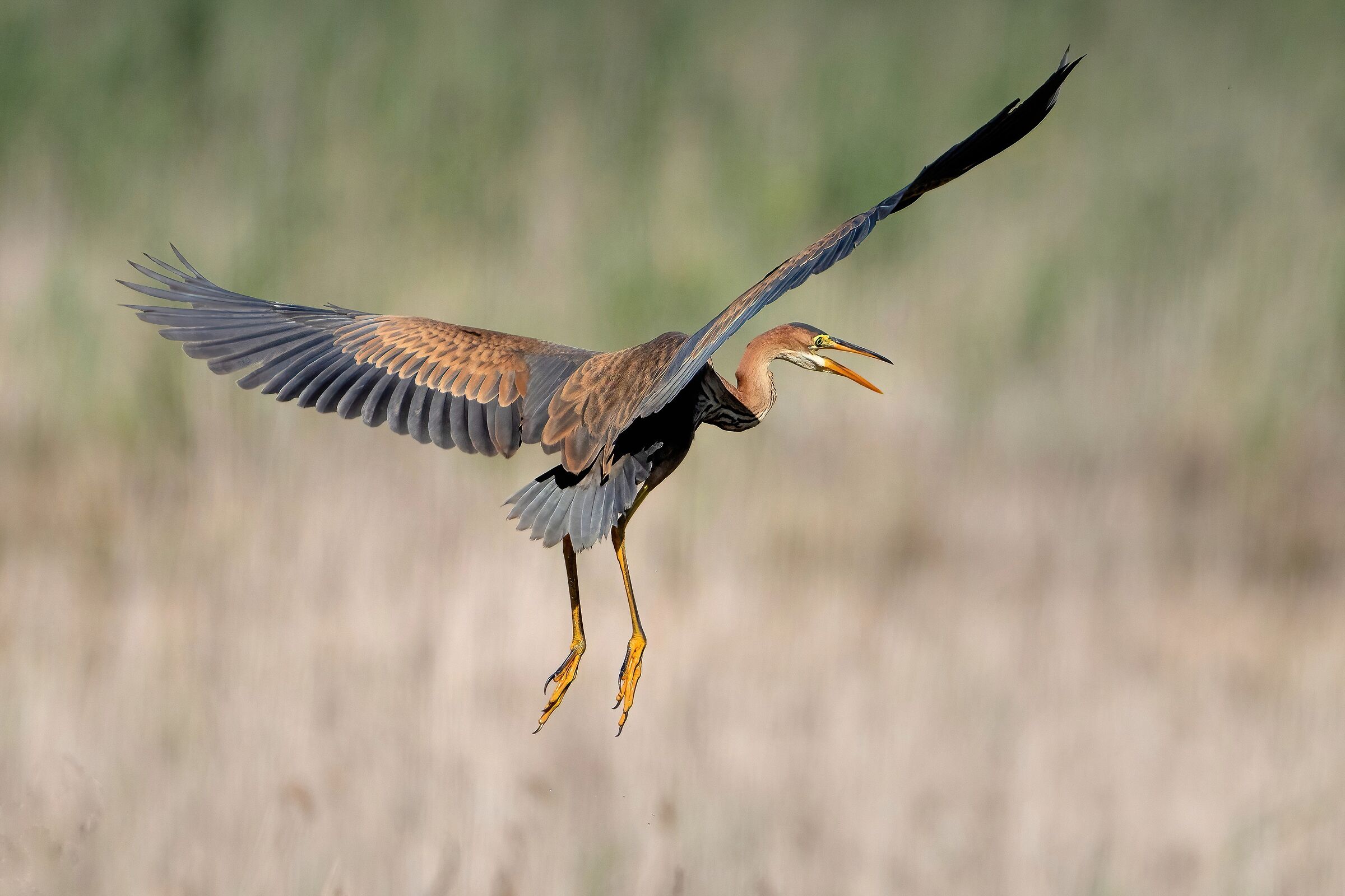 Young purple heron (Ardea purpurea)