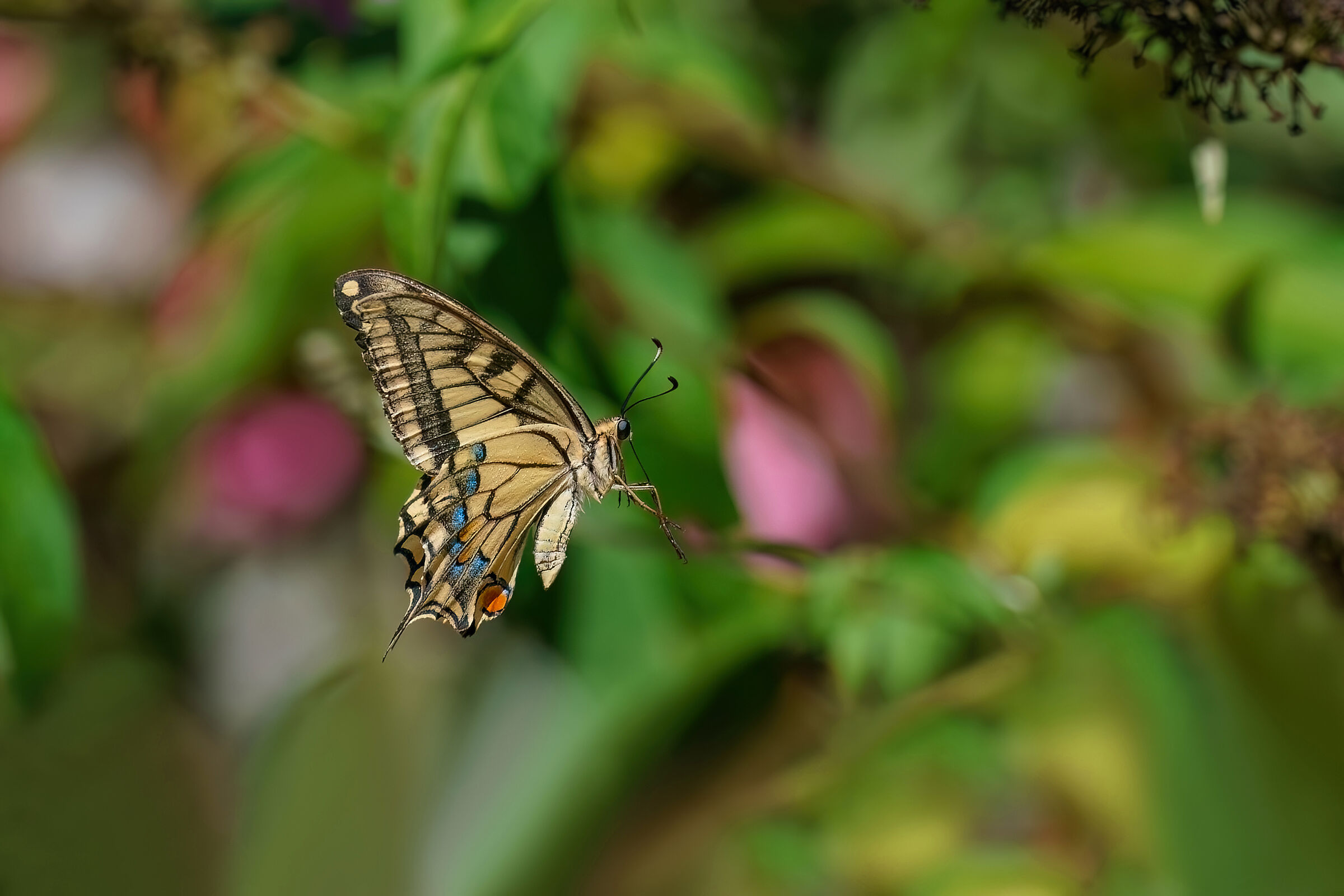 Macaone in volo con immagine più ampia della preceden...