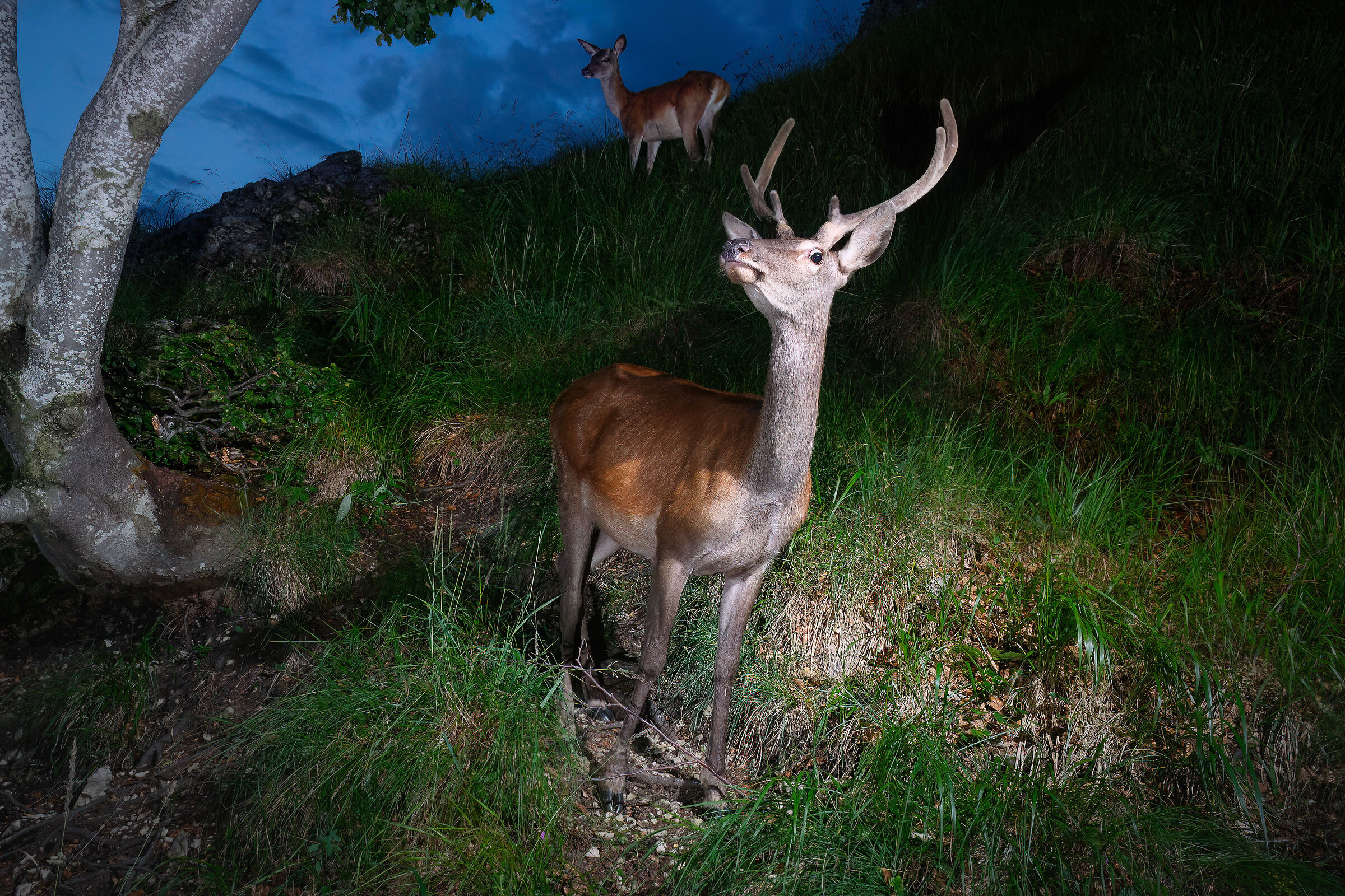 Cervus elaphus