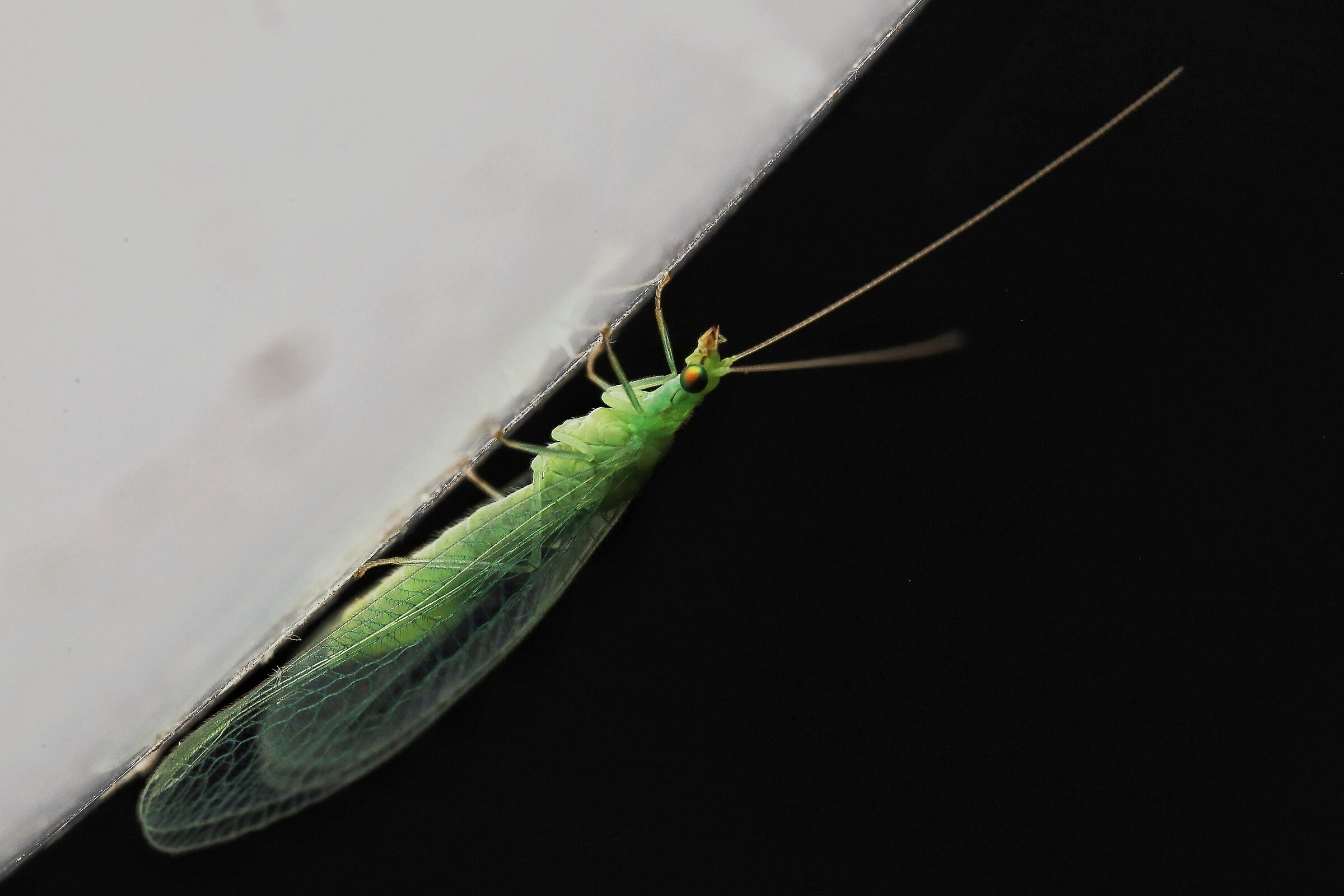 Chrysoperla carnea