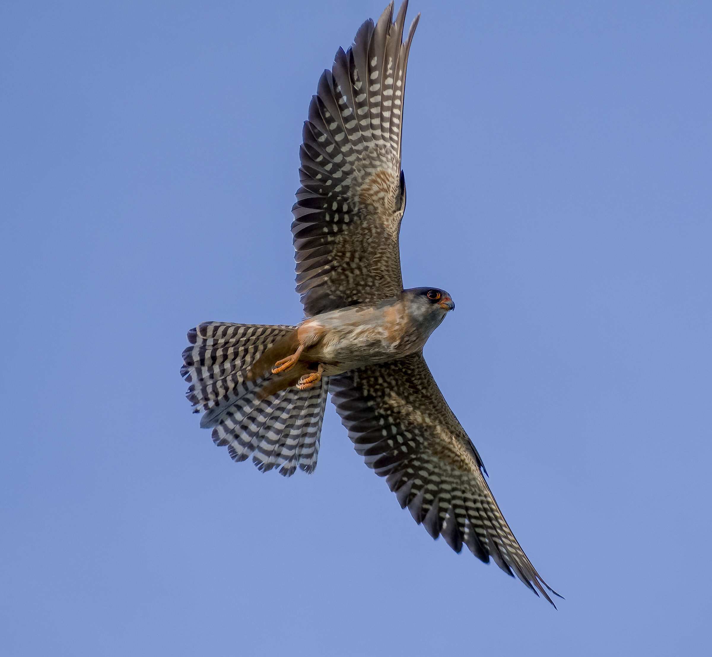 Falco cuculo in volo