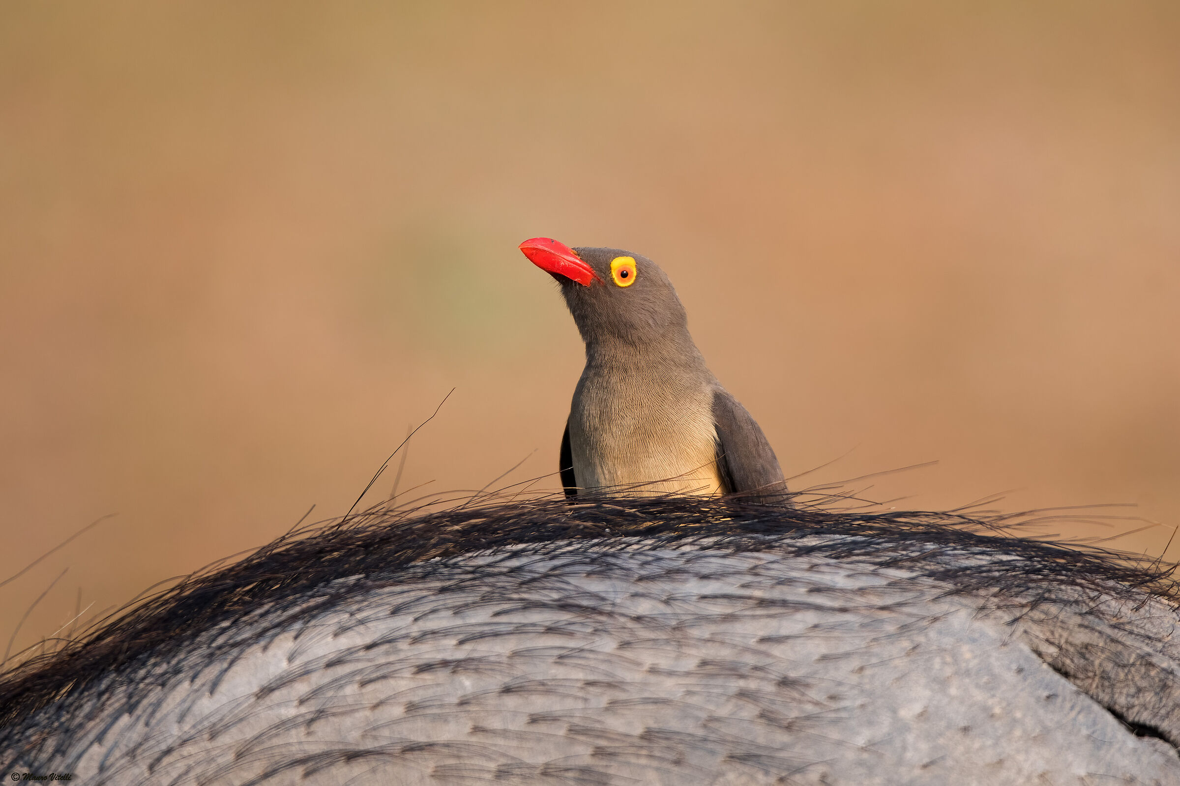 Red-billed buffalo (Buphagus erythrorhynchus)
