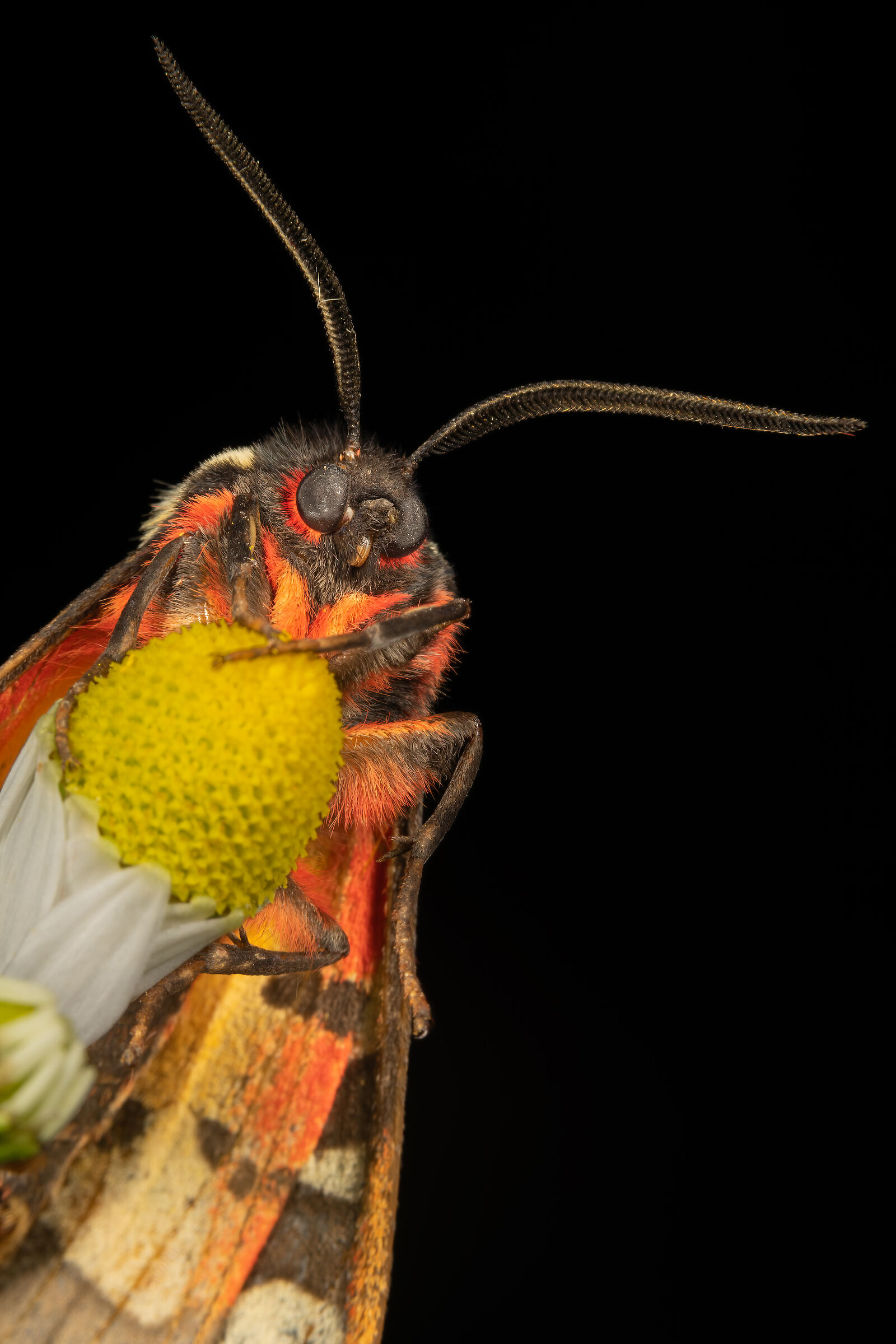 Il riposo sulla camomilla