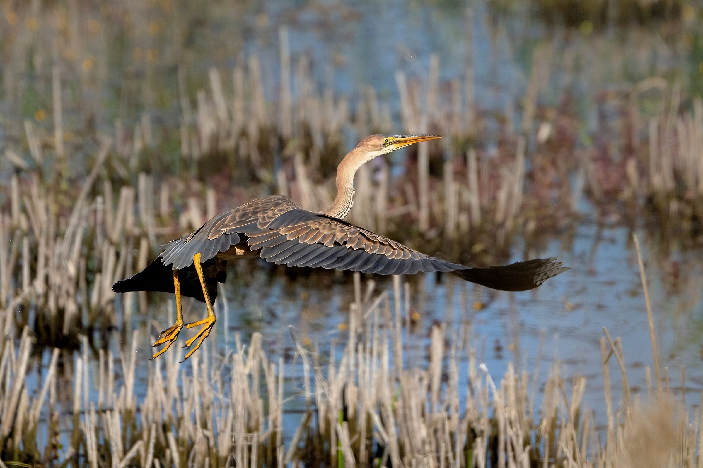 Giovane Airone rosso (Ardea purpurea)