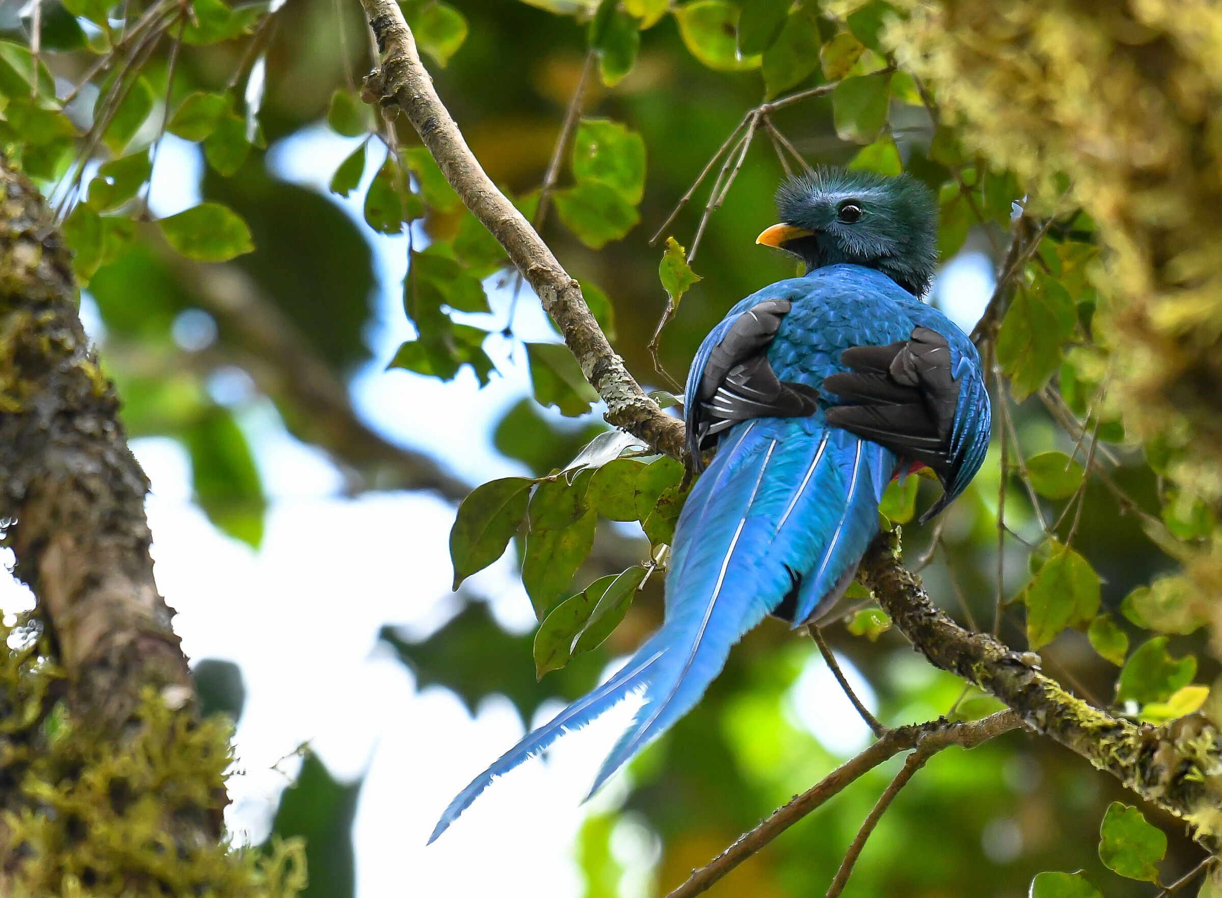 Il quetzal splendente