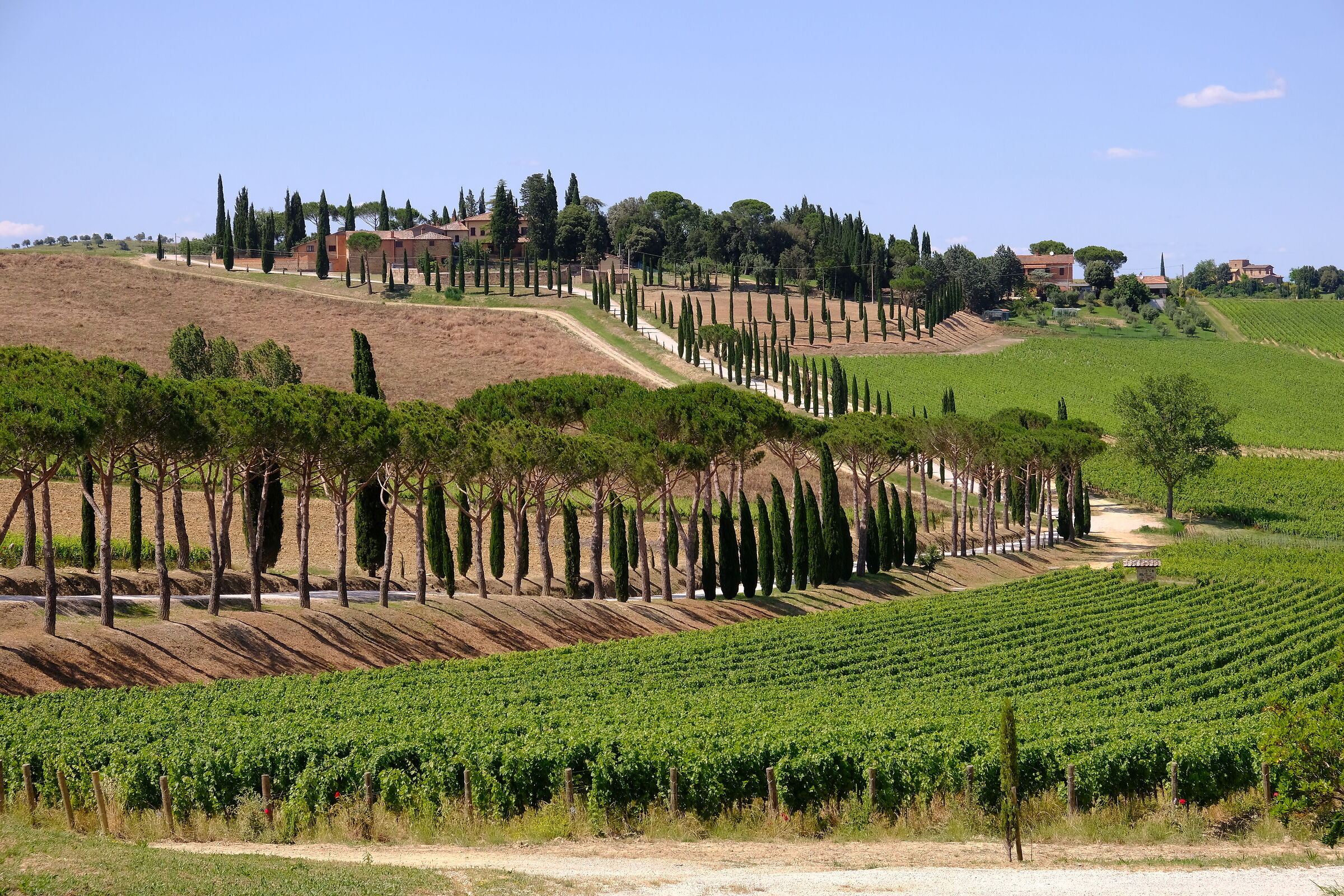 vigneti toscani