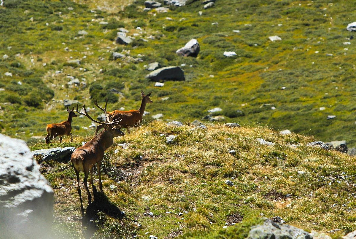 The king of the woods .. the deer